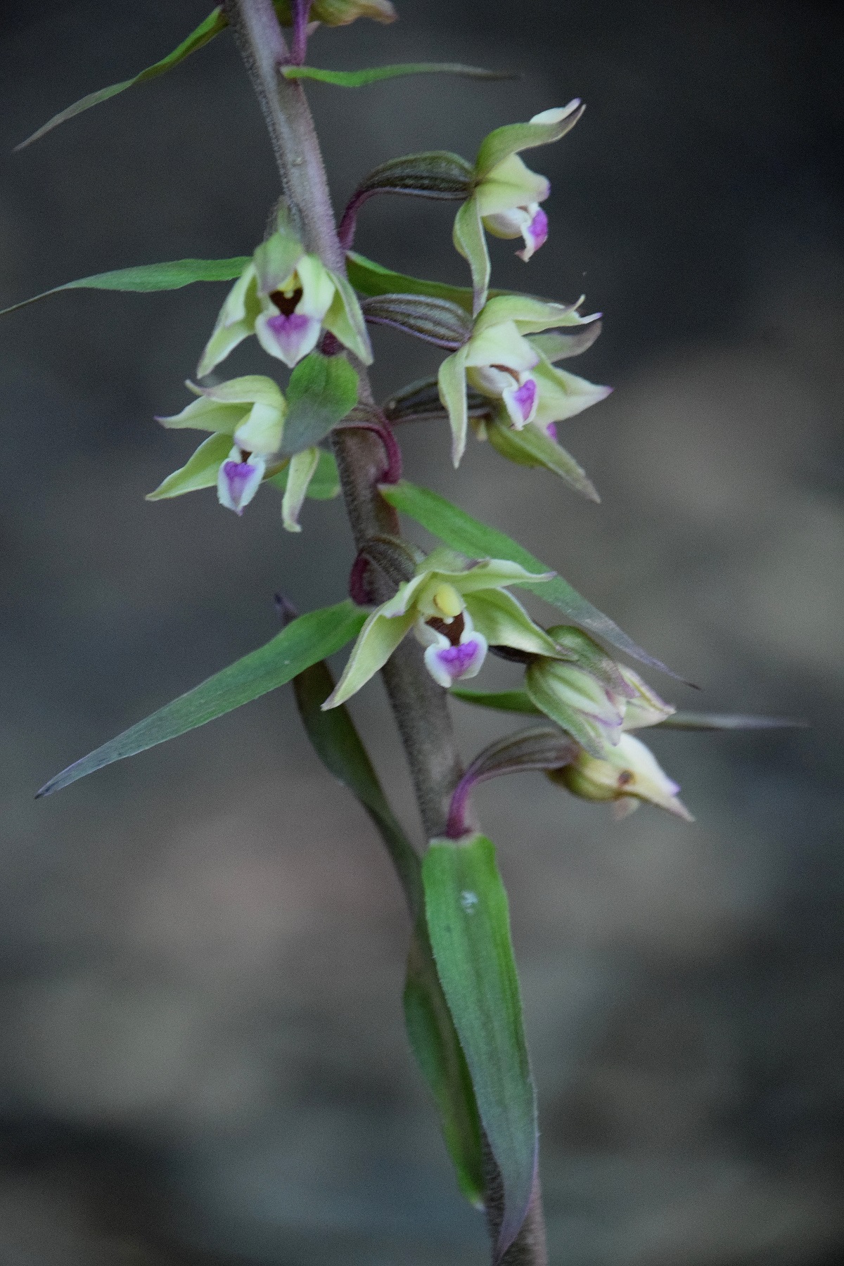 Grafenberg-08082020-(58) - Weg D - Epipactis purpurata - Violett-Ständelwurz.JPG