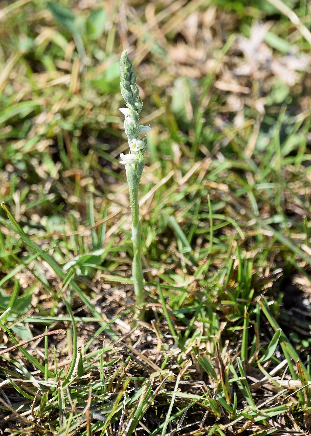 HB-Kreuzriegel-20082020-(1) - Spiranthes spiralis - Herbst-Wendelähre.JPG