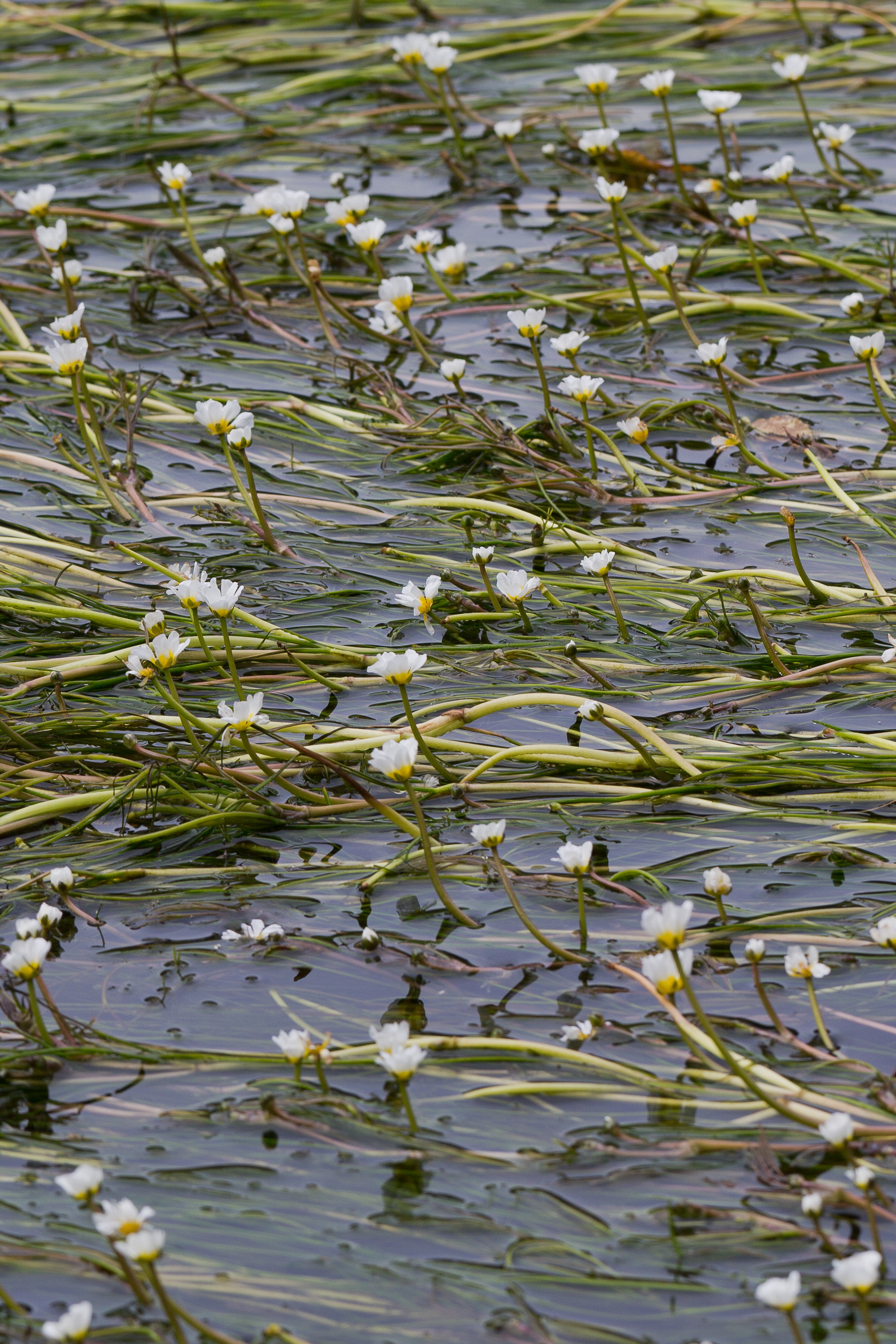 Ranunculaceae_Ranunculus fluitans 4-2.jpg