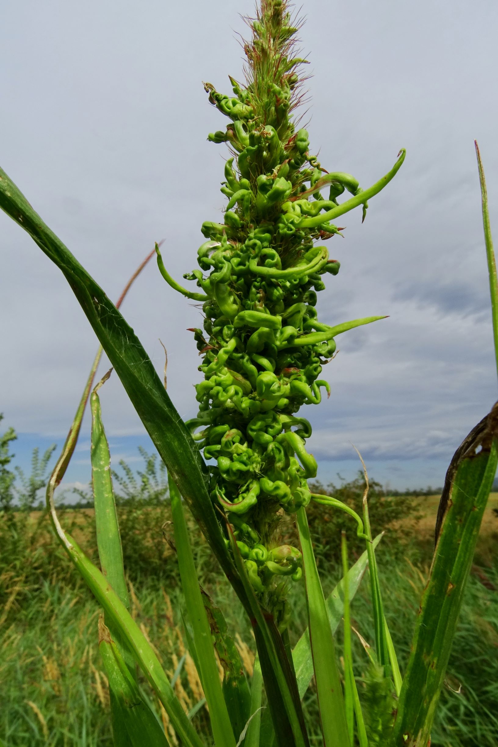 DSC03030 prell-wnw setaria pumila monströs.JPG