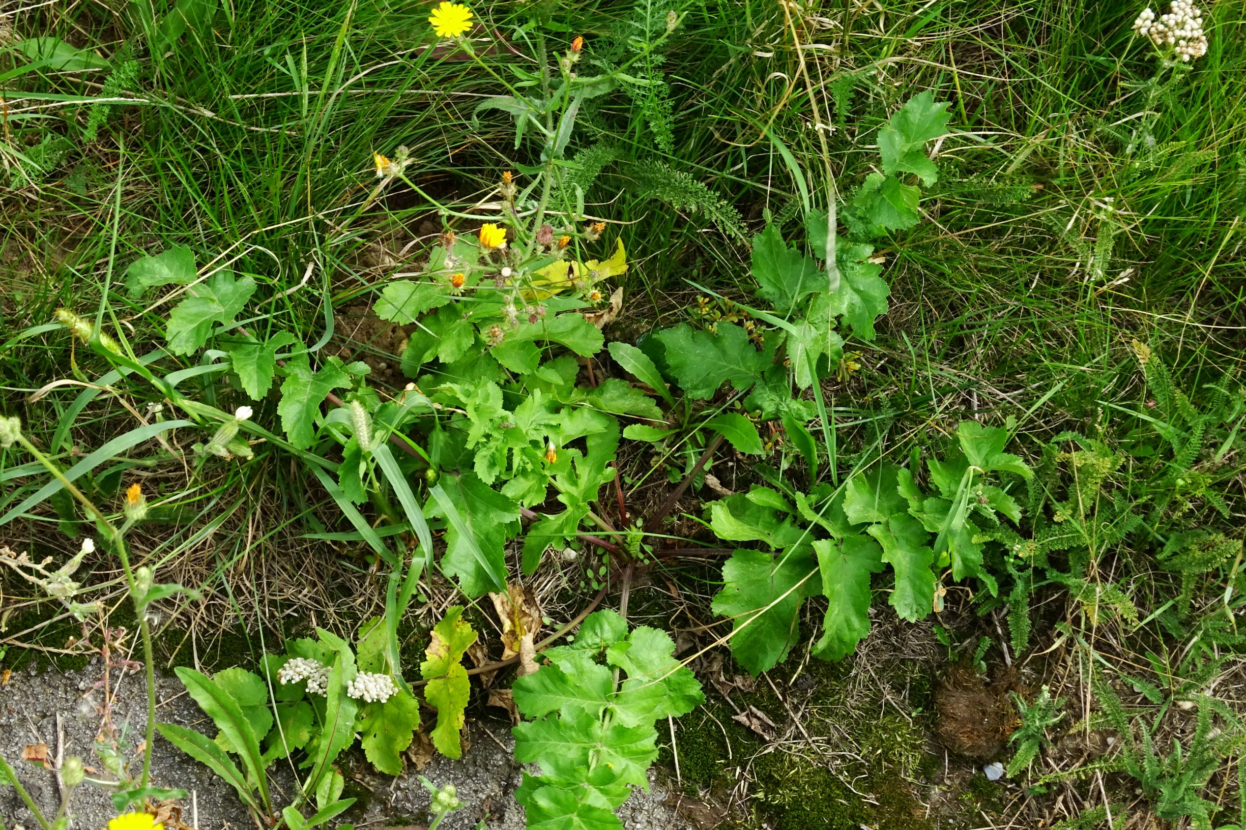 DSC03084 prellenkirchen-w pastinaca sativa.JPG