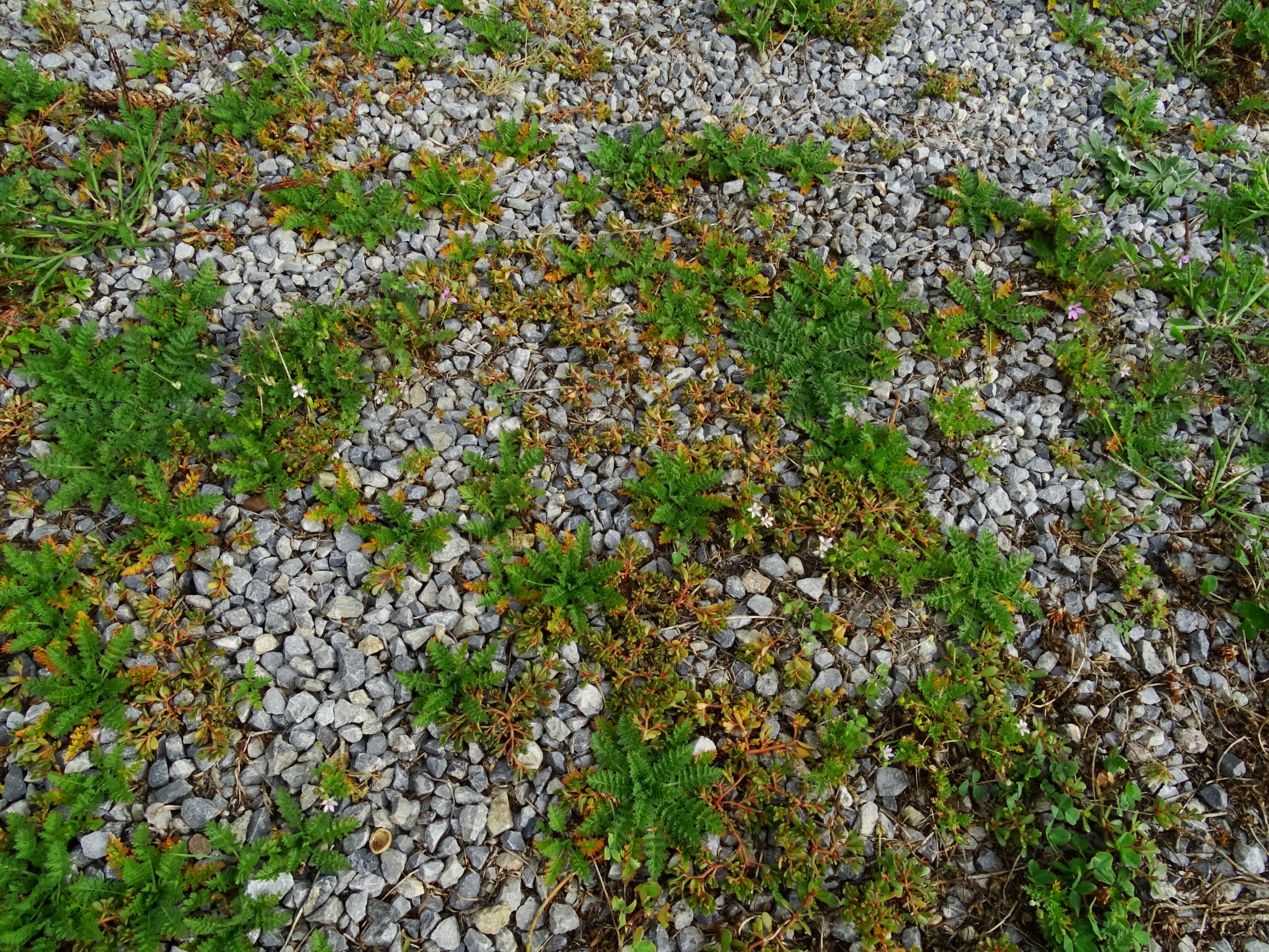 DSC02621 prell-mitte-n erodium cicutarium, portulaca oleracea.JPG