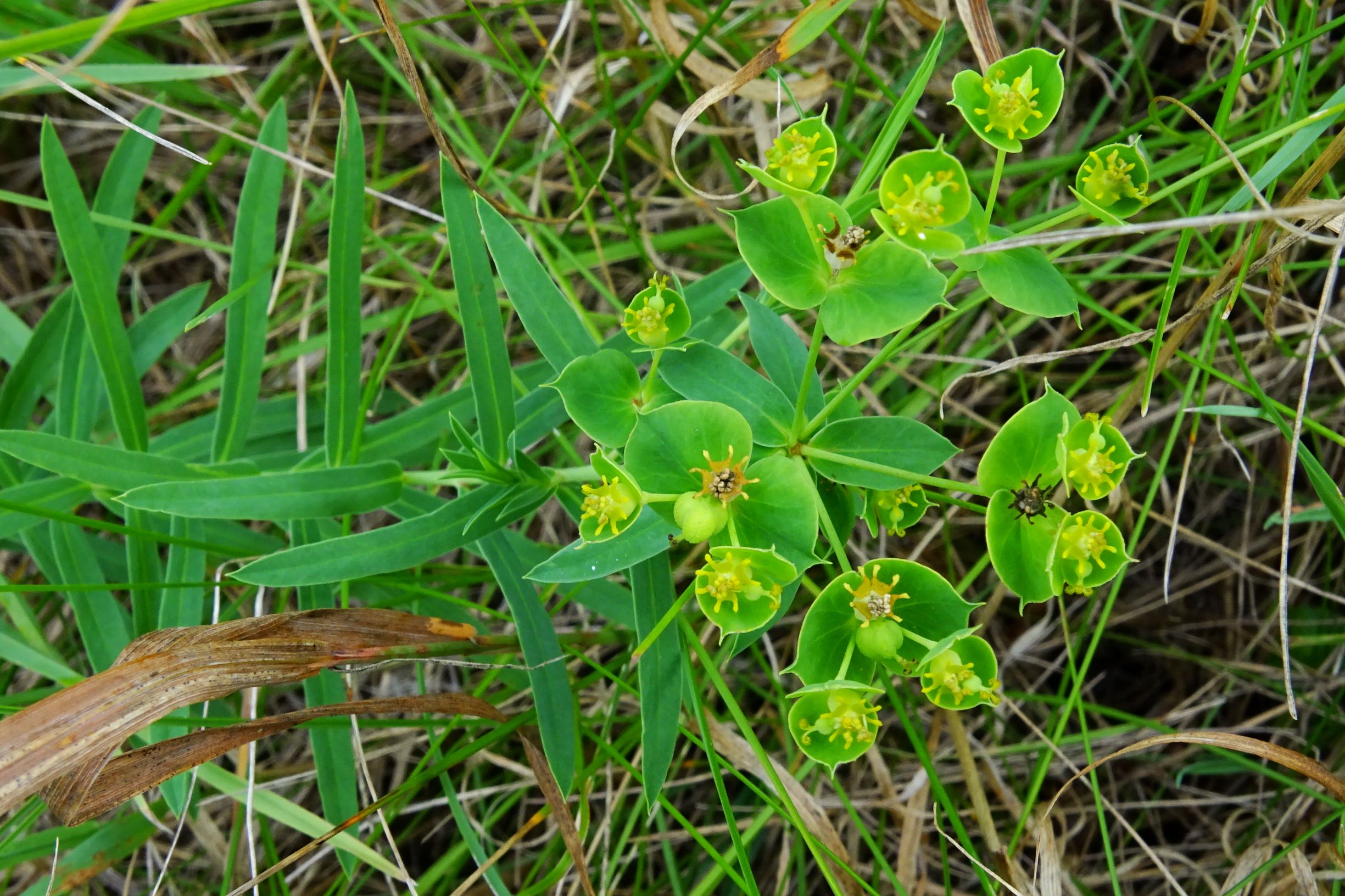 DSC02788 prell-nw euphorbia saratoi.JPG