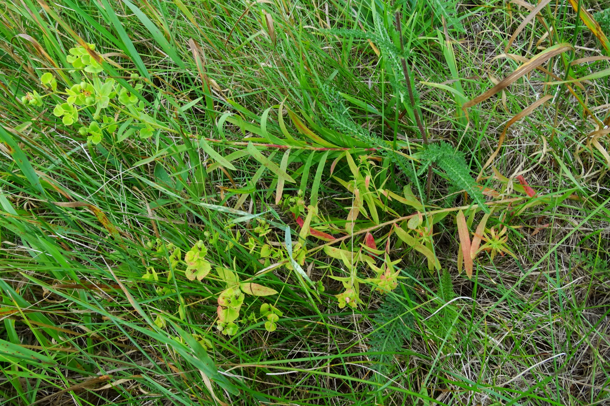 DSC02791 prell-nw euphorbia saratoi.JPG