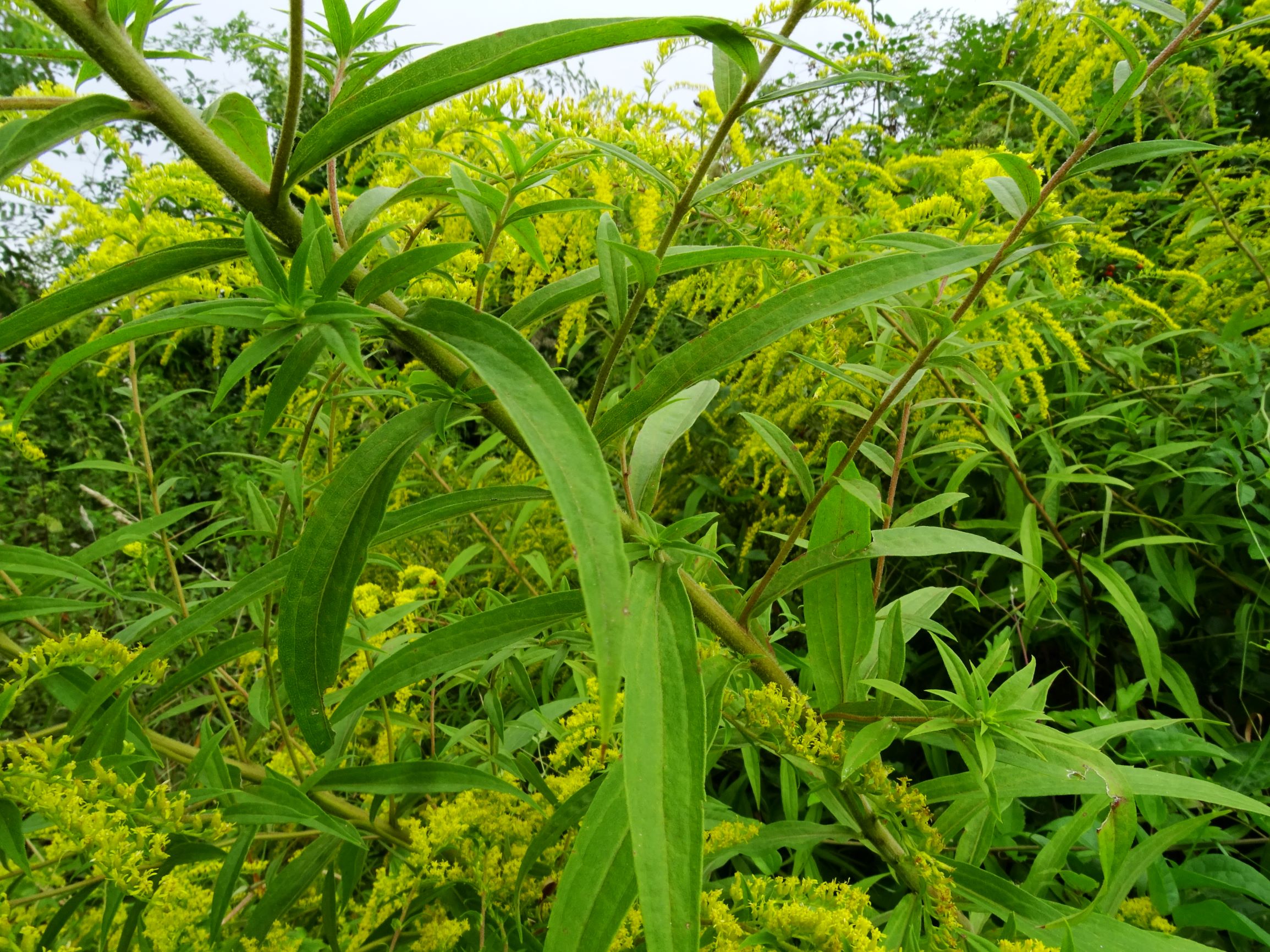 DSC02805 prell-nw solidago canadensis.JPG