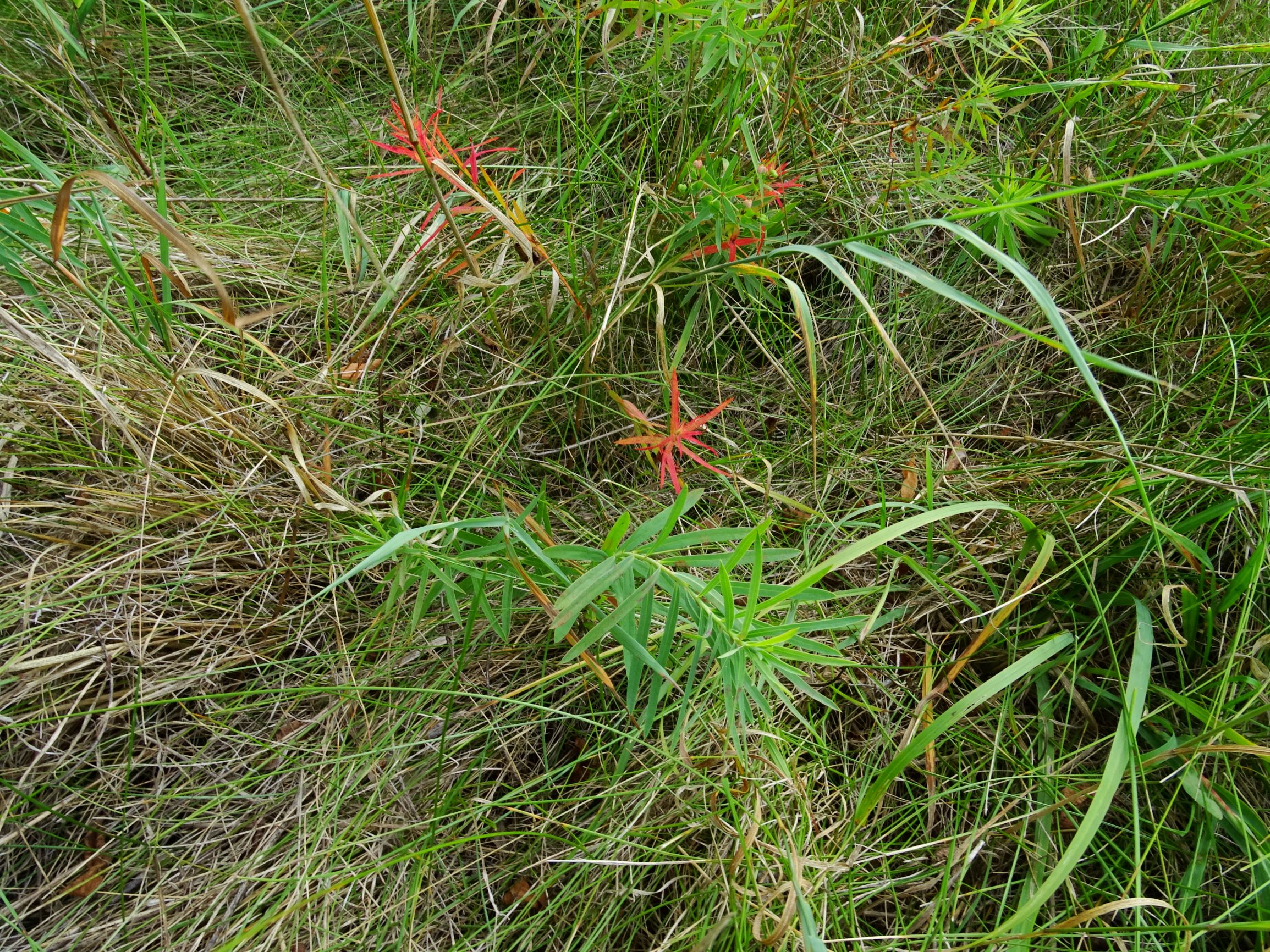 DSC02825 prell-nw euphorbia saratoi.JPG