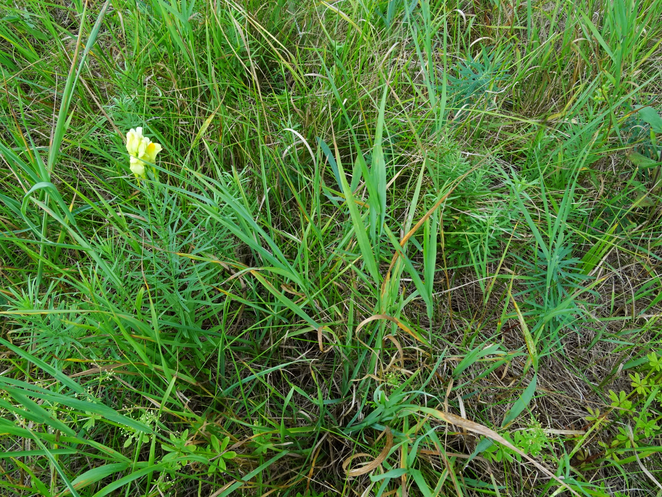 DSC02836 prell-nw euphorbia saratoi in linaria vulgaris, galium mollugo agg..JPG