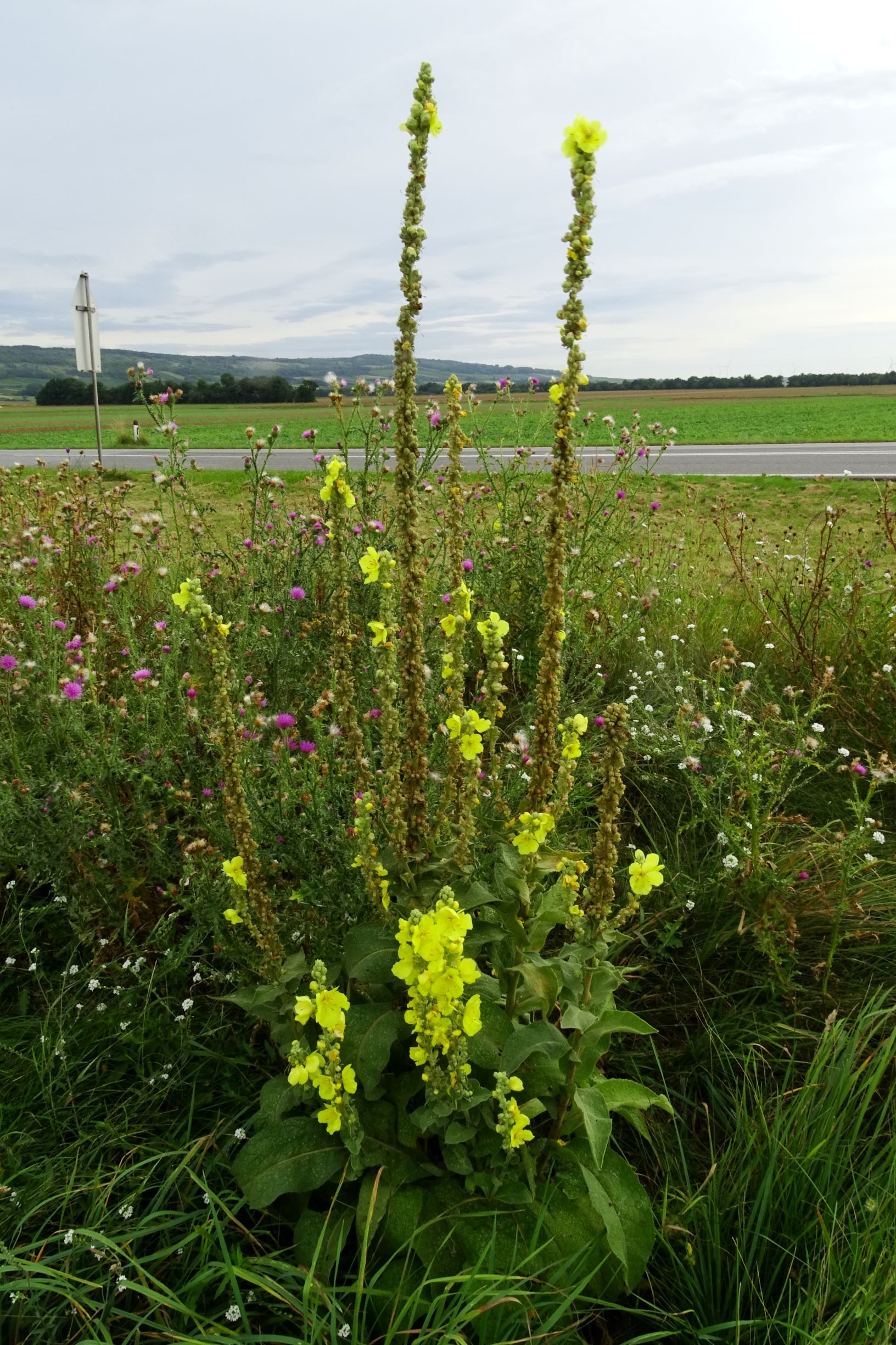 DSC02902 prell-wnw verbascum phlomoides.JPG