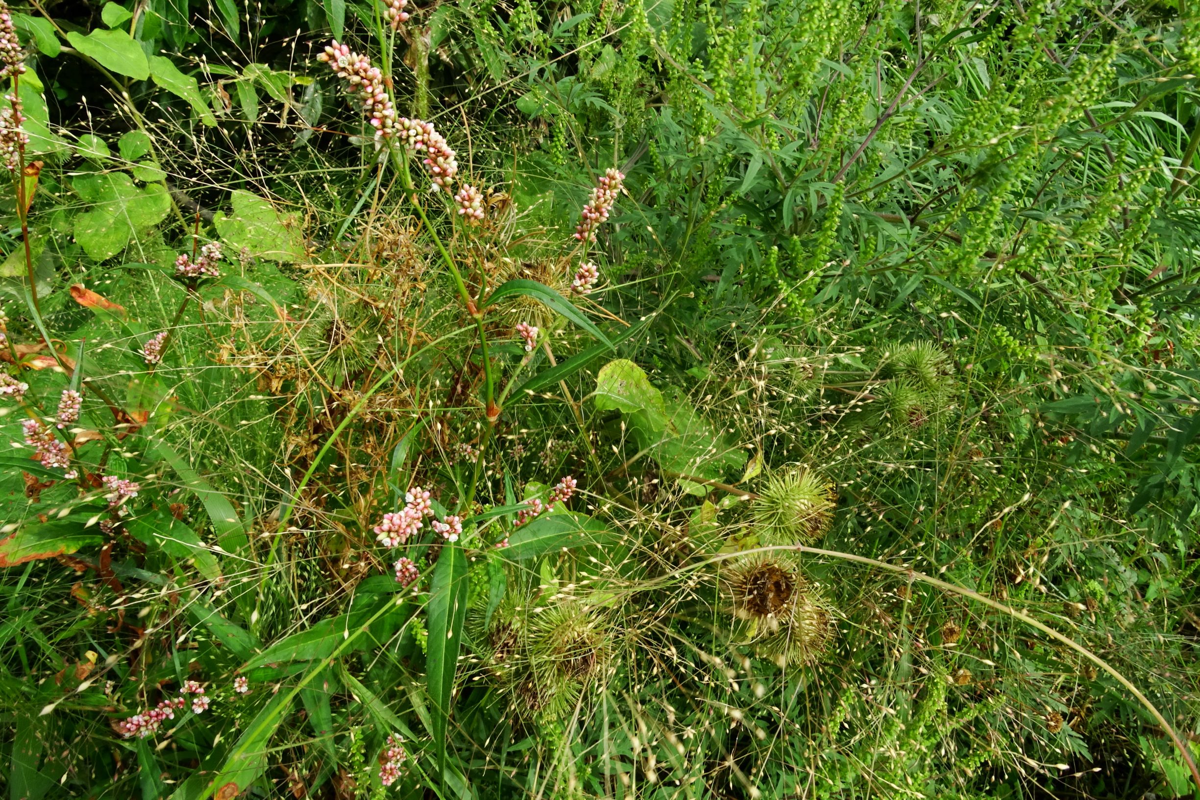 DSC02963 prell-wnw persicaria maculosa, panicum capillare agg., ambrosia artemisiifolia, arctium lappa.JPG