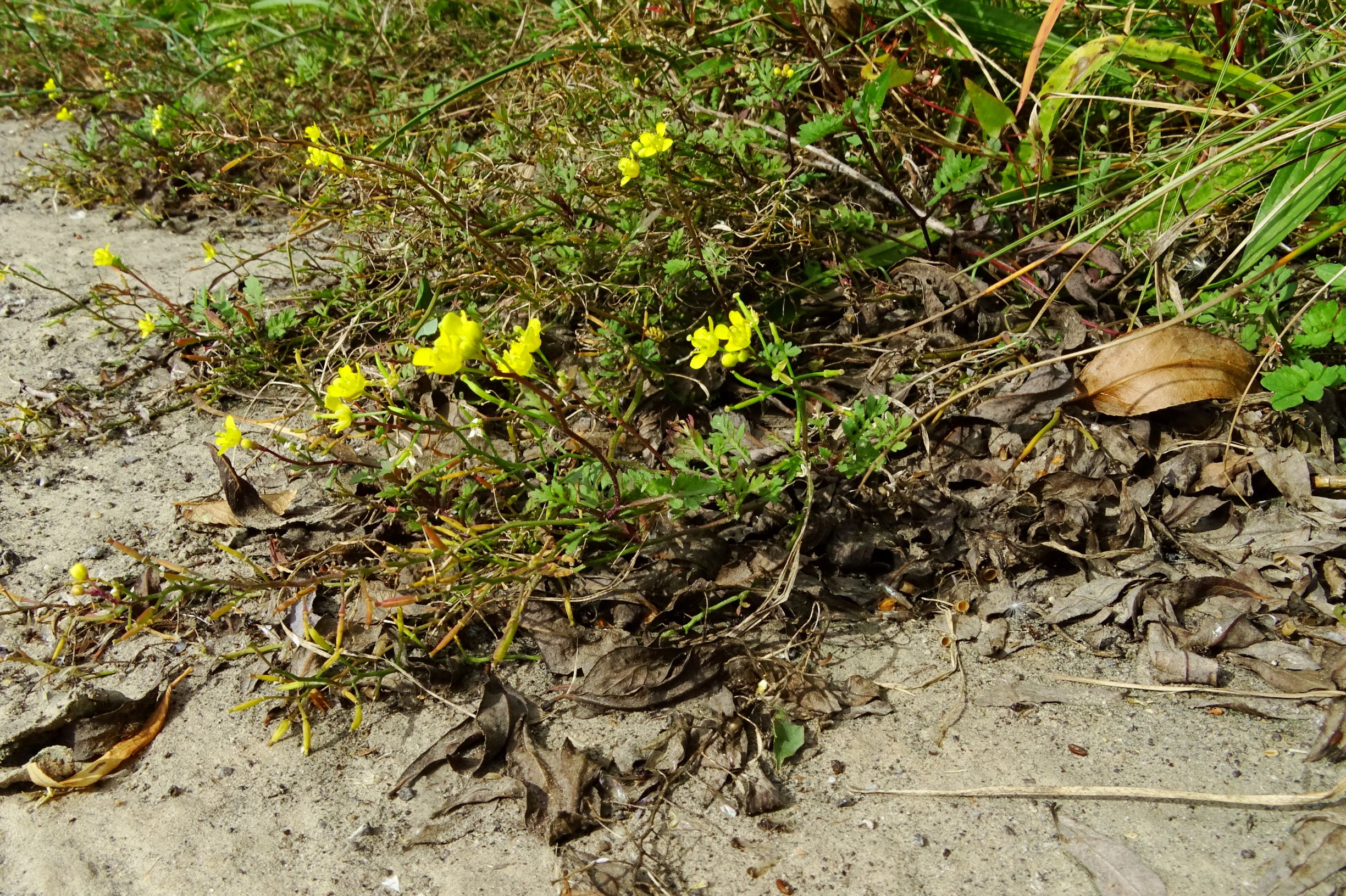 DSC03031 prell-wnw rorippa sylvestris.JPG