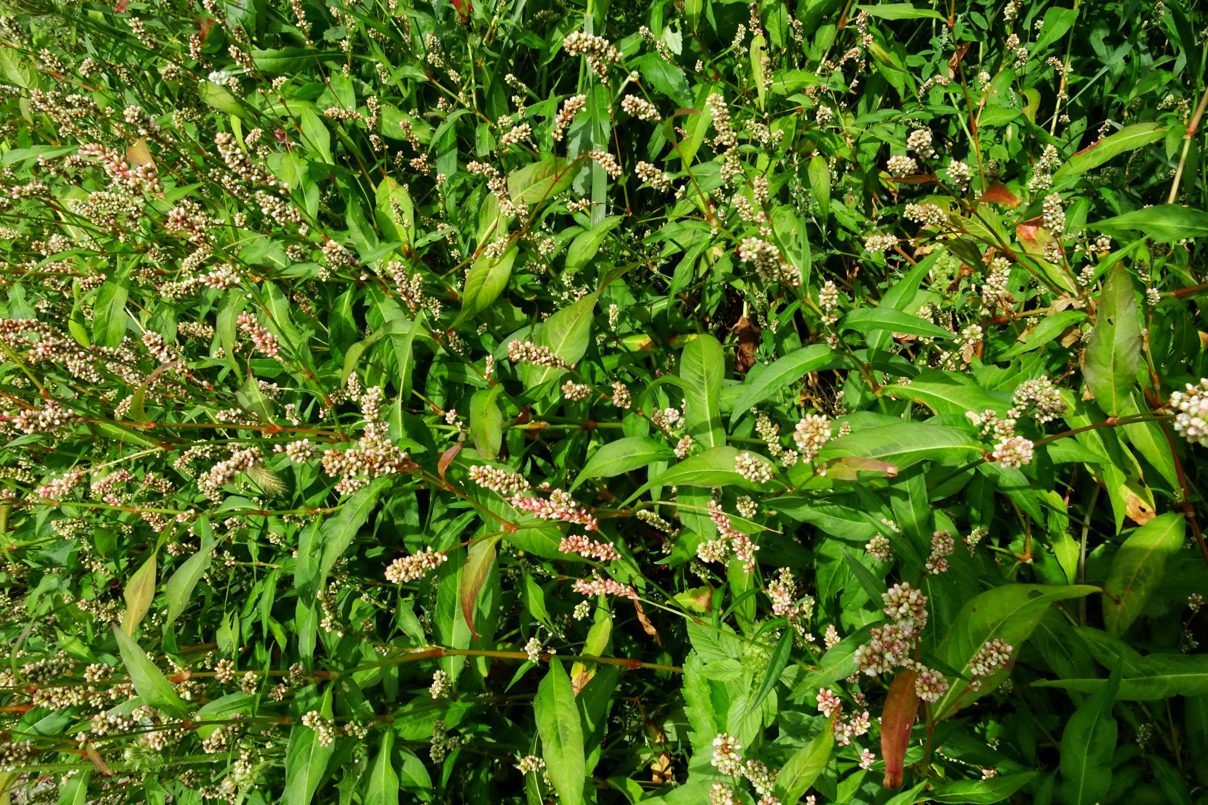 DSC03035 prell-wnw persicaria maculosa.JPG