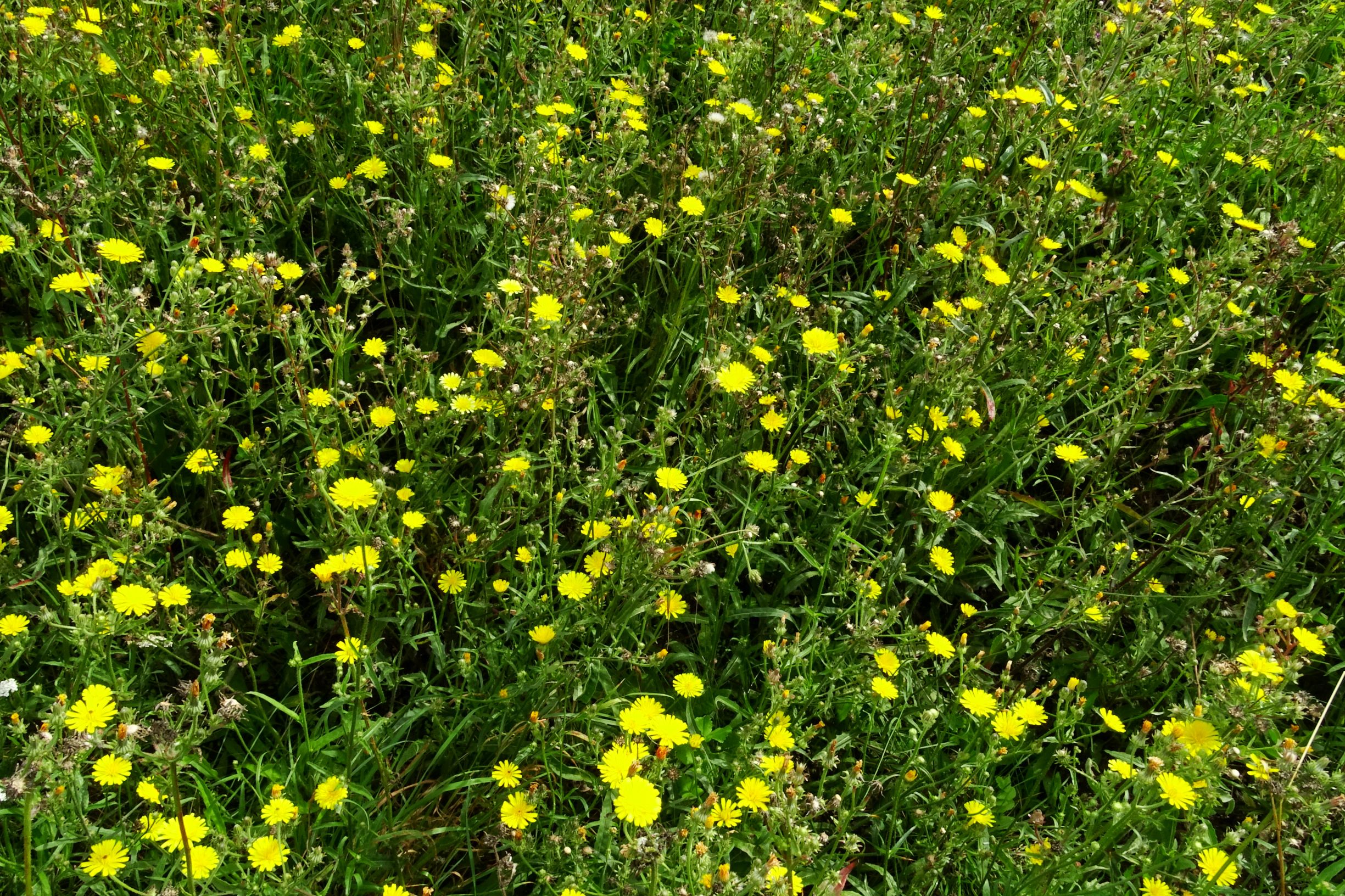 DSC03096 prell-w picris hieracioides.JPG