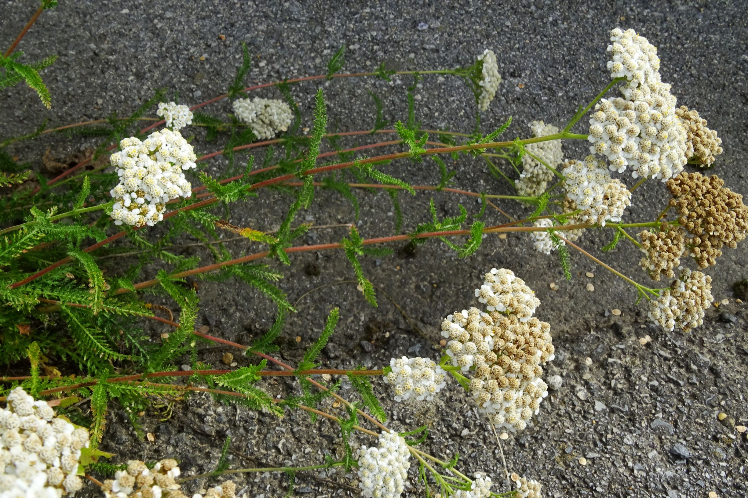 DSC03105 prell-w unsre überaus einheitliche achillea millefolium agg.-sippe.JPG