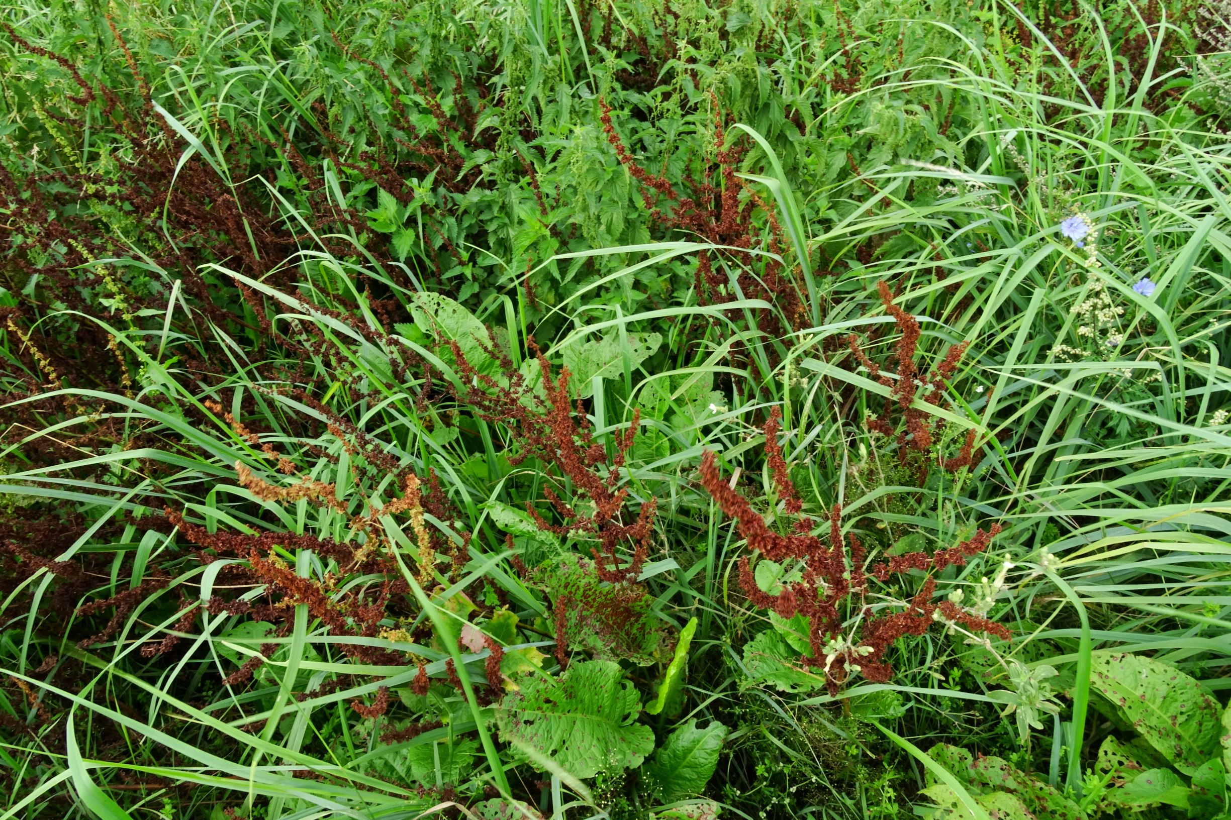 DSC03123 prell-w rumex obtusifolius - häufiger als früher geglaubt.JPG