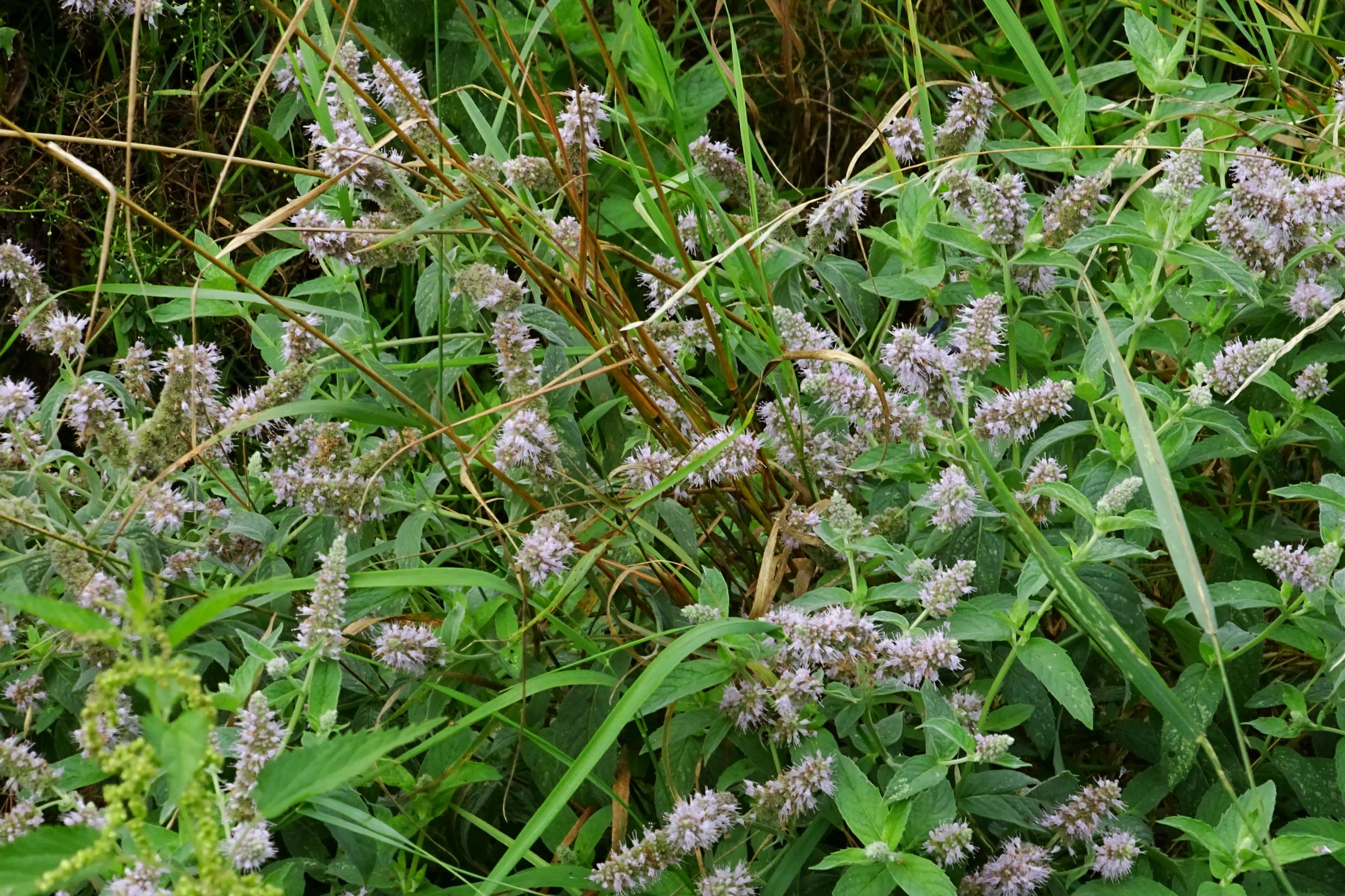 DSC03127 prell-w Mentha (cf.) longifolia.JPG