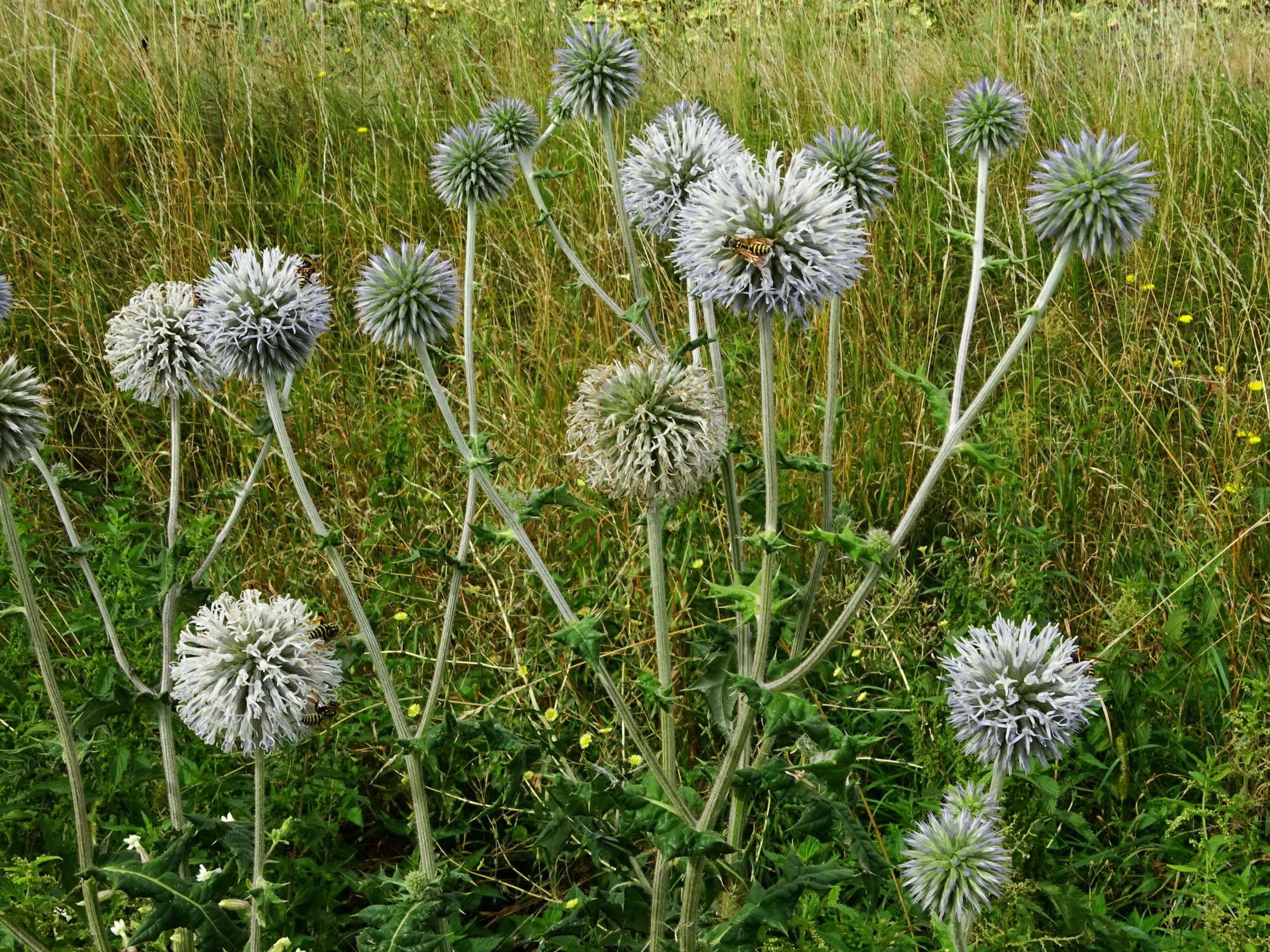 DSC03142 prell-w echinops sphaerocephalus.JPG