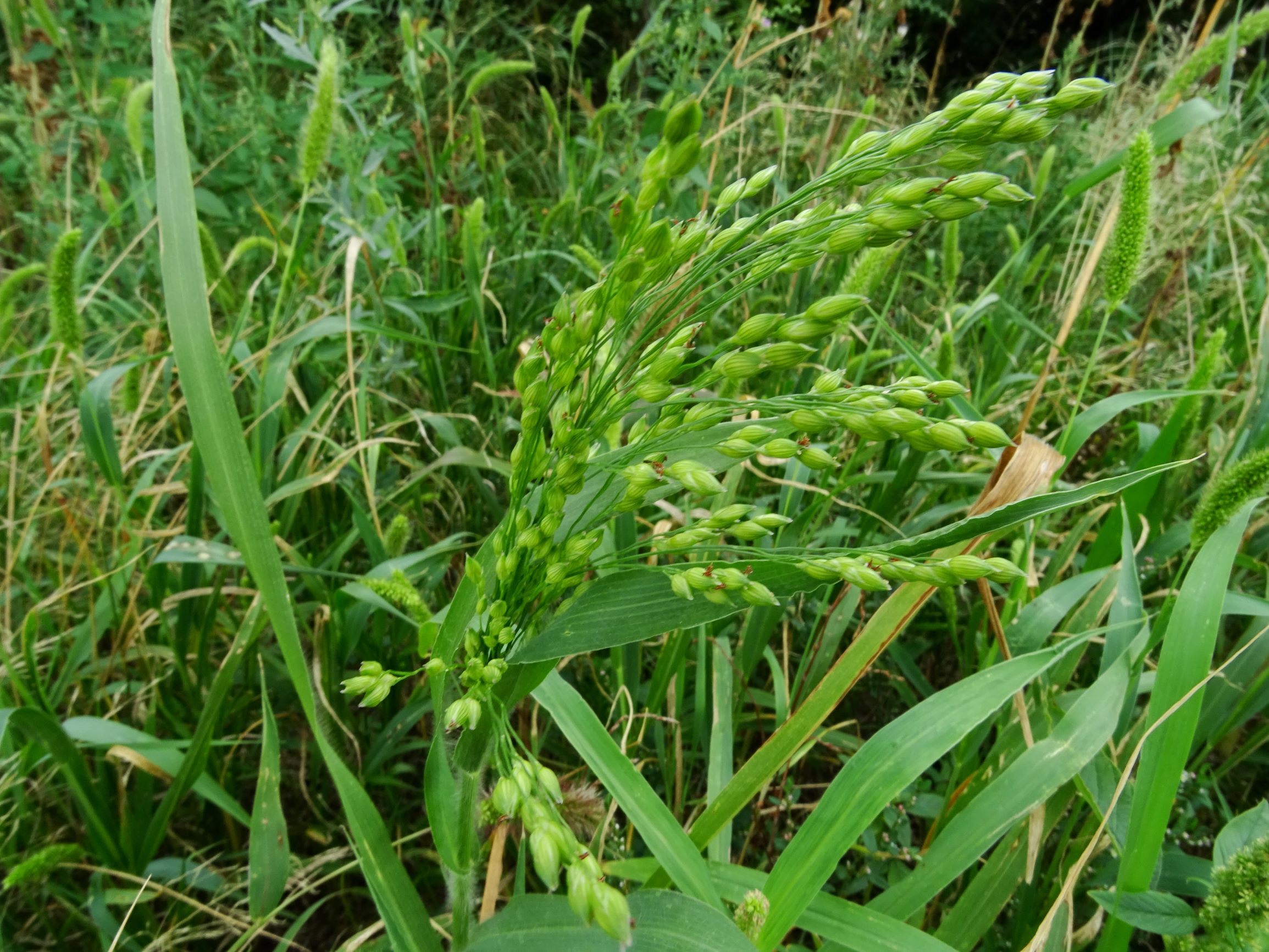 DSC03152 prell-wnw Panicum miliaceum.JPG