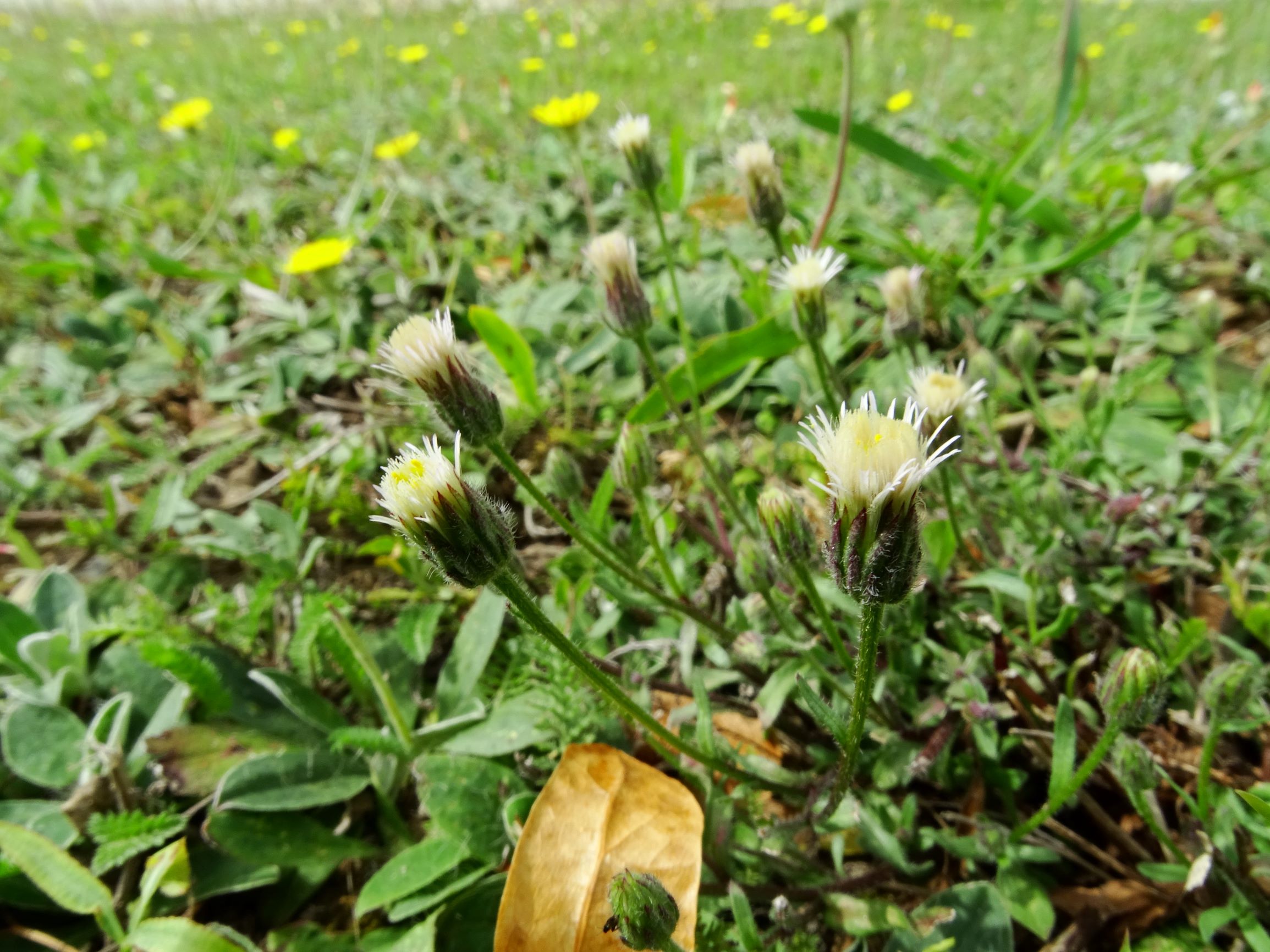 DSC03262 prell-w erigeron acris acris.JPG