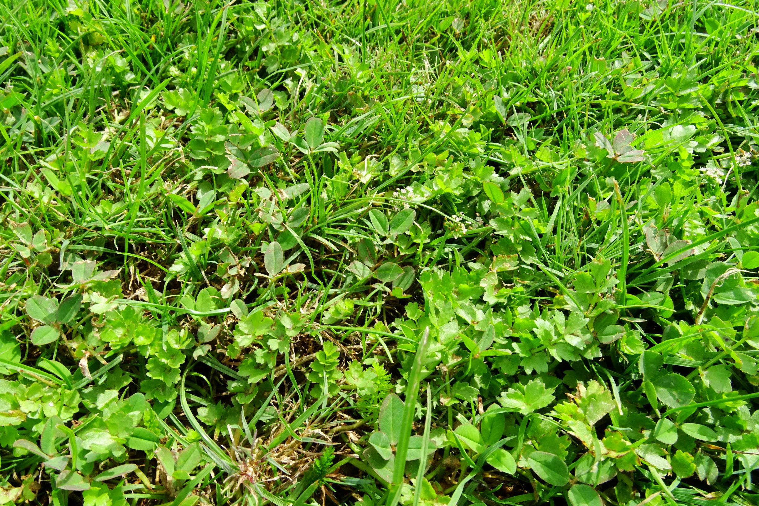 DSC03318 prell-w helosciadium repens, trifolium fragiferum.JPG