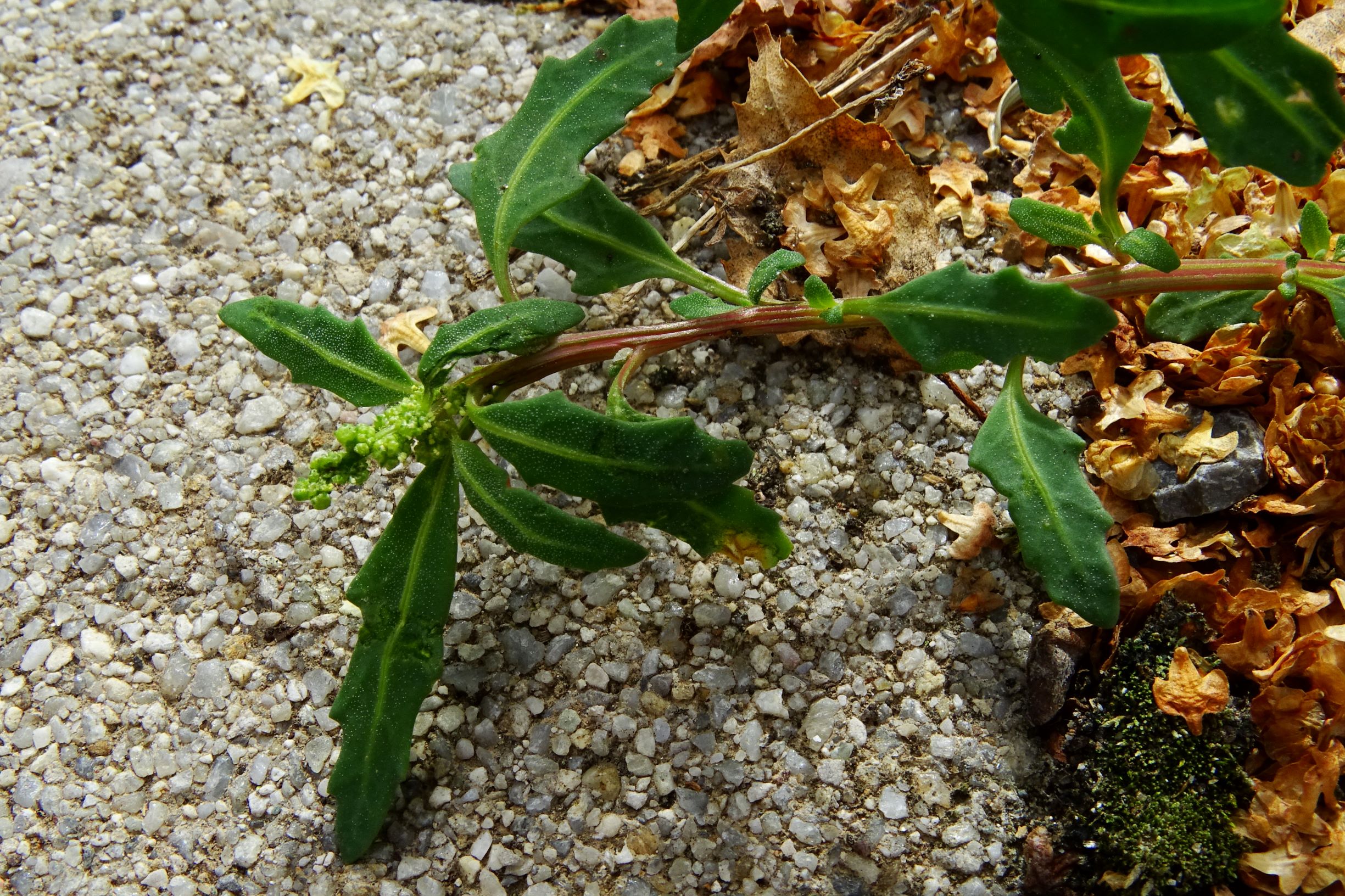 DSC03884 prell-no chenopodium glaucum (oxybasis glauca).JPG
