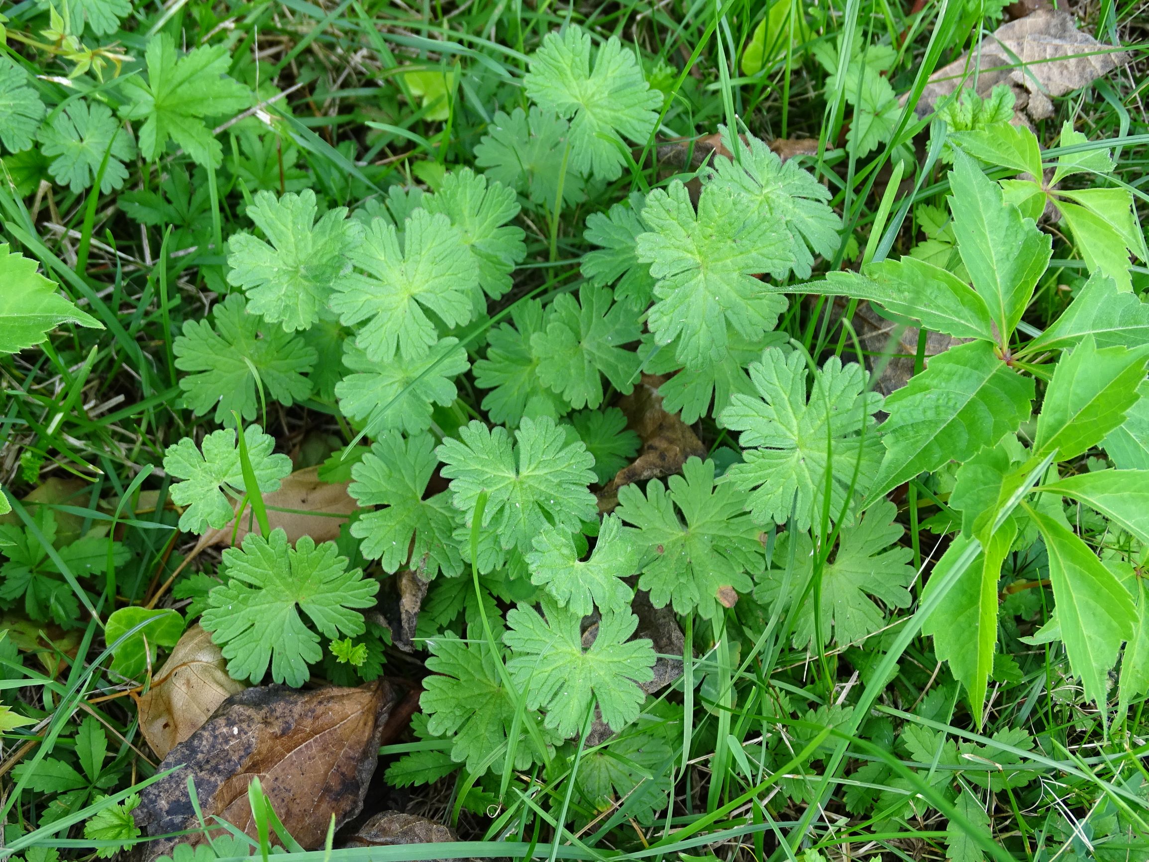 DSC04711 geranium pyrenaicum prellenkirchen 20200829.JPG