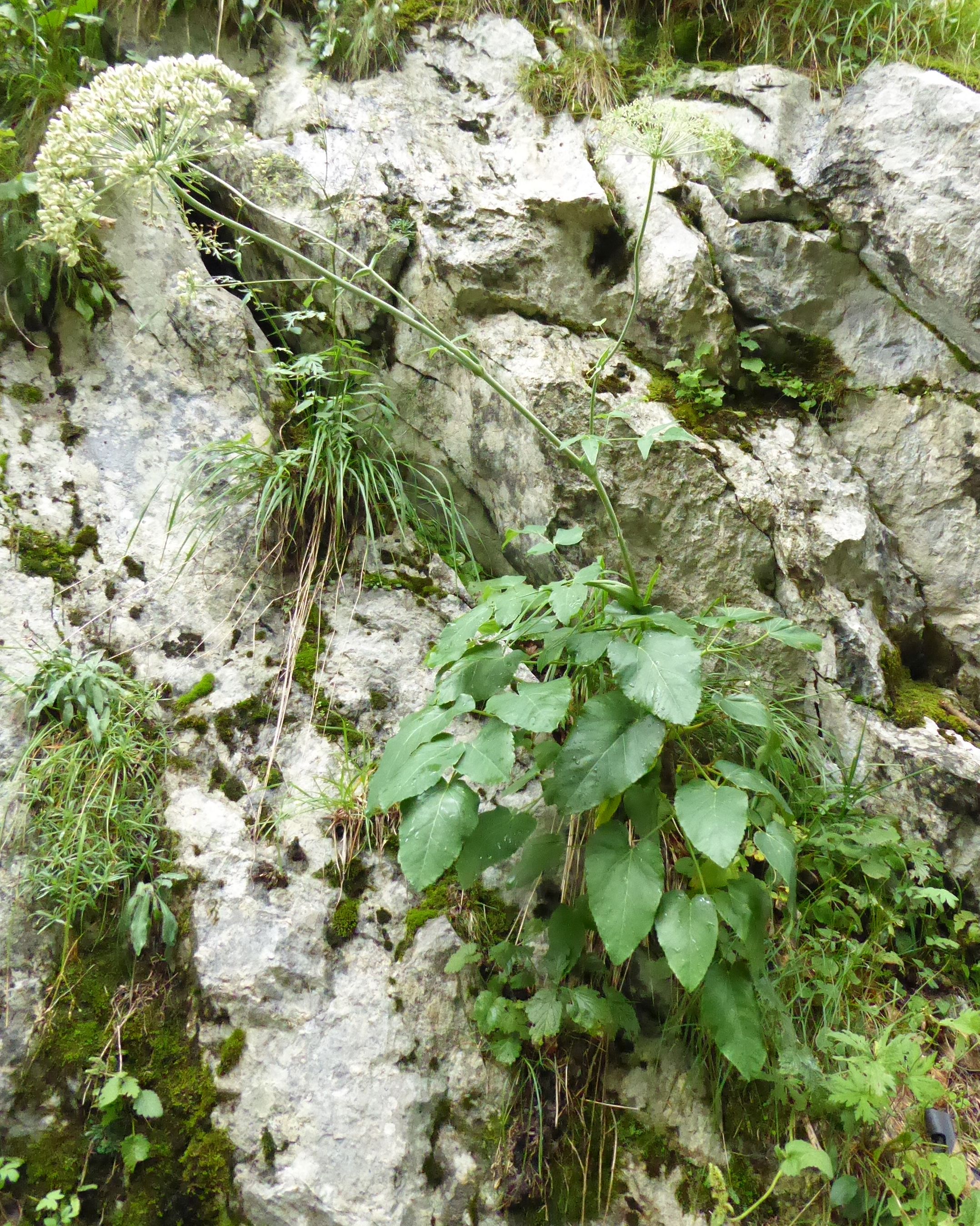 P1040085.jpg