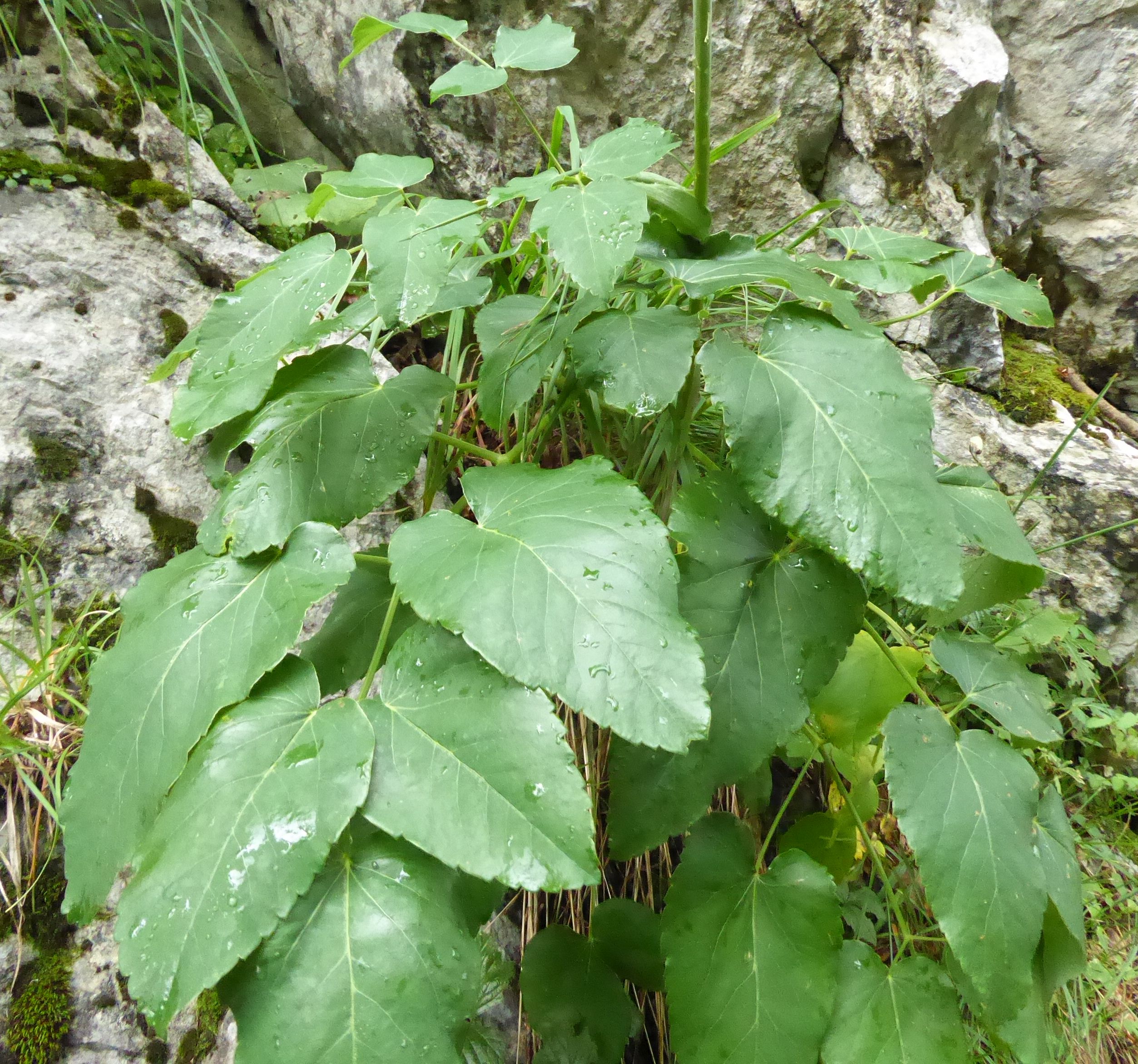 P1040086.jpg
