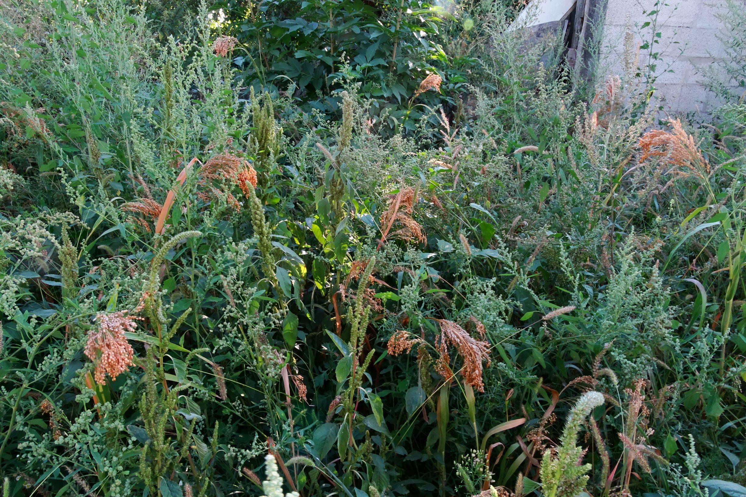 DSC03528 prell-mitte-N panicum miliaceum s.l., chenopodium album s.l. etc.JPG