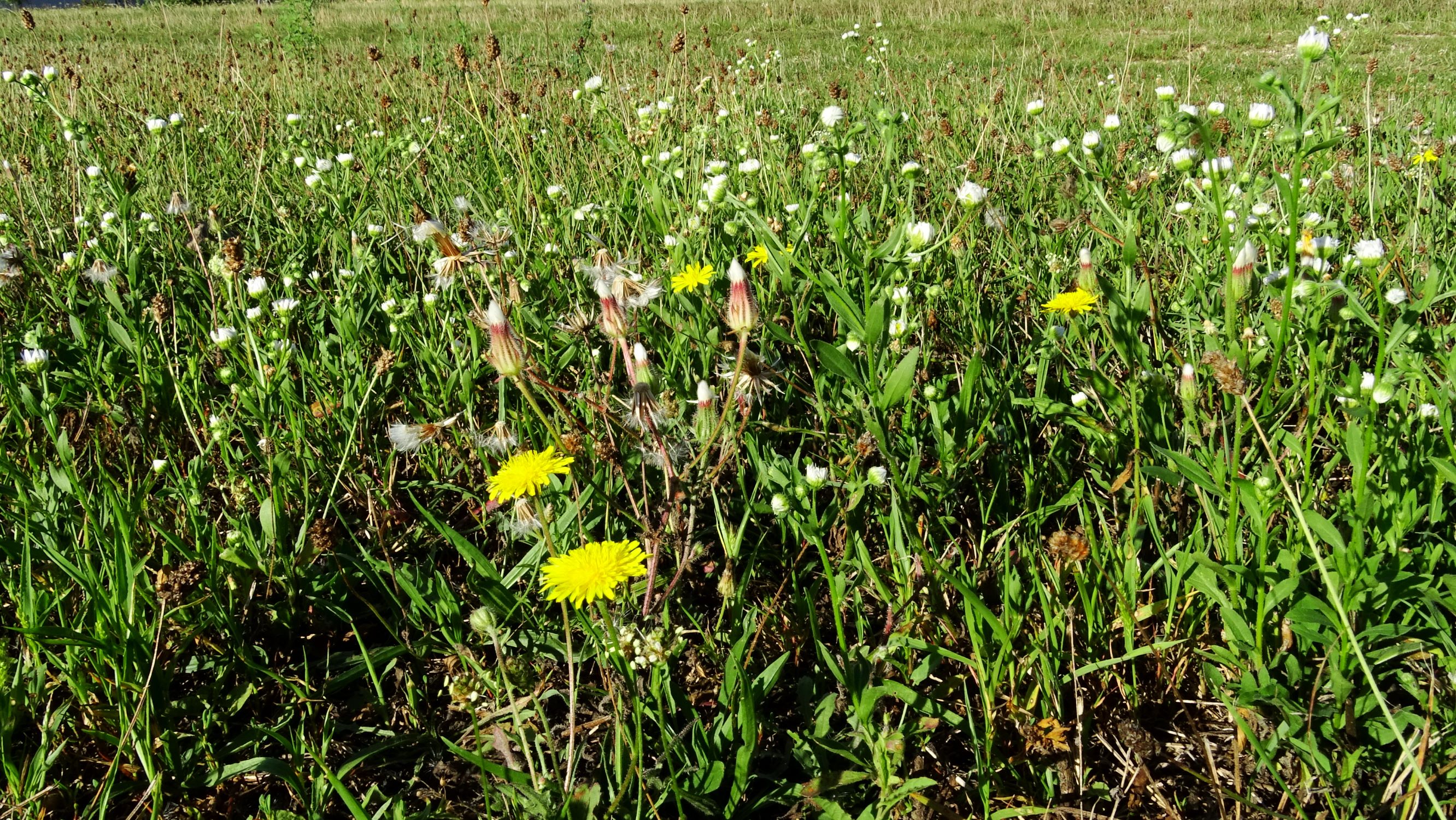 DSC03551 prell-mitte-N Crepis cf. foetida subsp. rhoeadifolia, erigeron annuus, plantago lanceolata.JPG