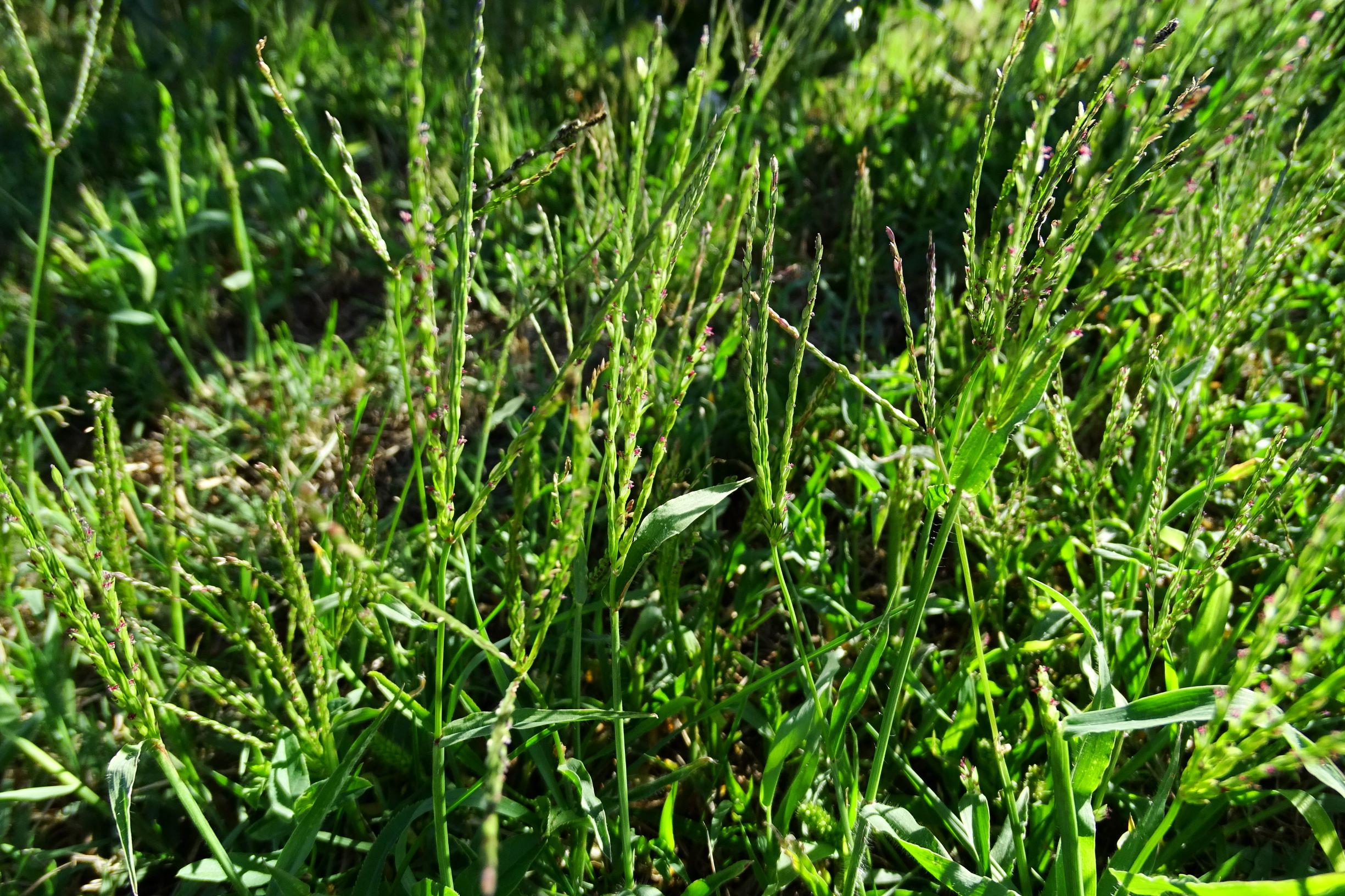 DSC03572 prell-mitte-N digitaria sanguinalis sanguinalis.JPG