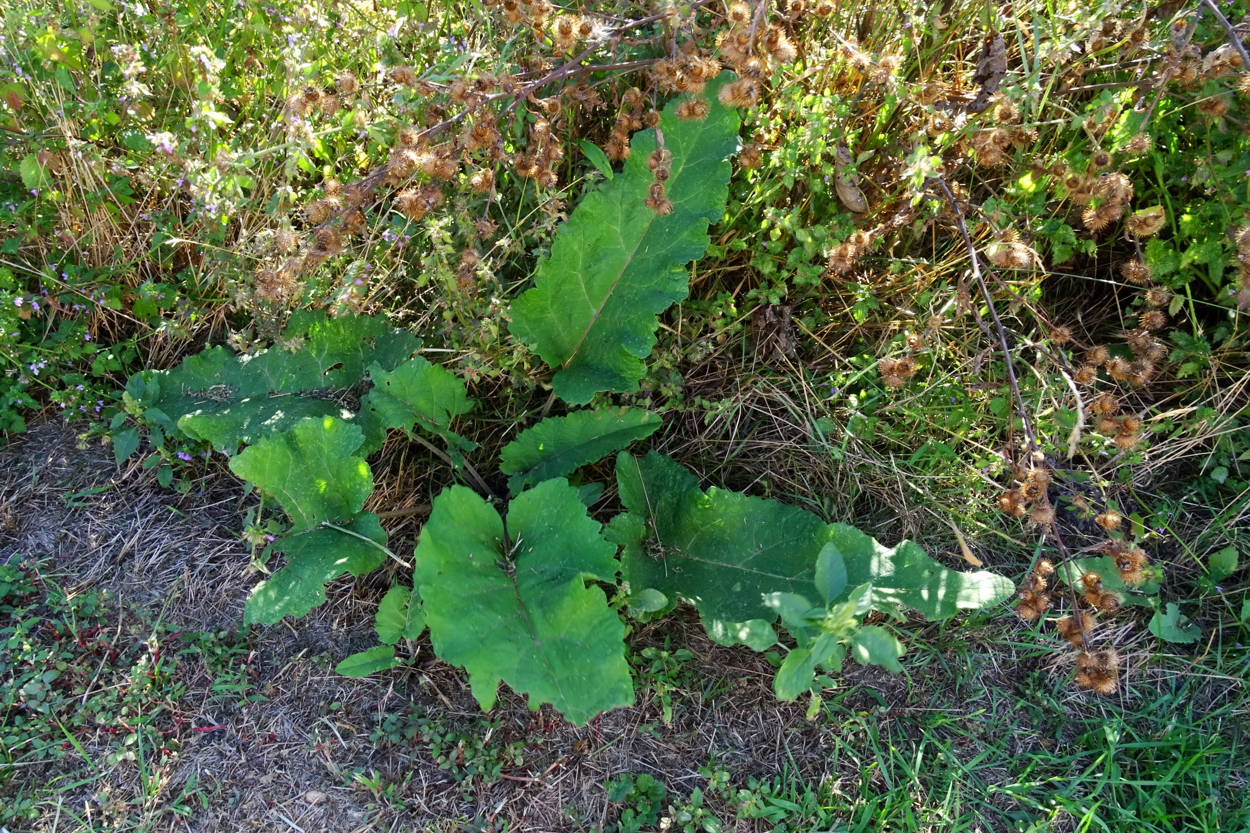 DSC03606 prell-N arctium nemorosum.JPG