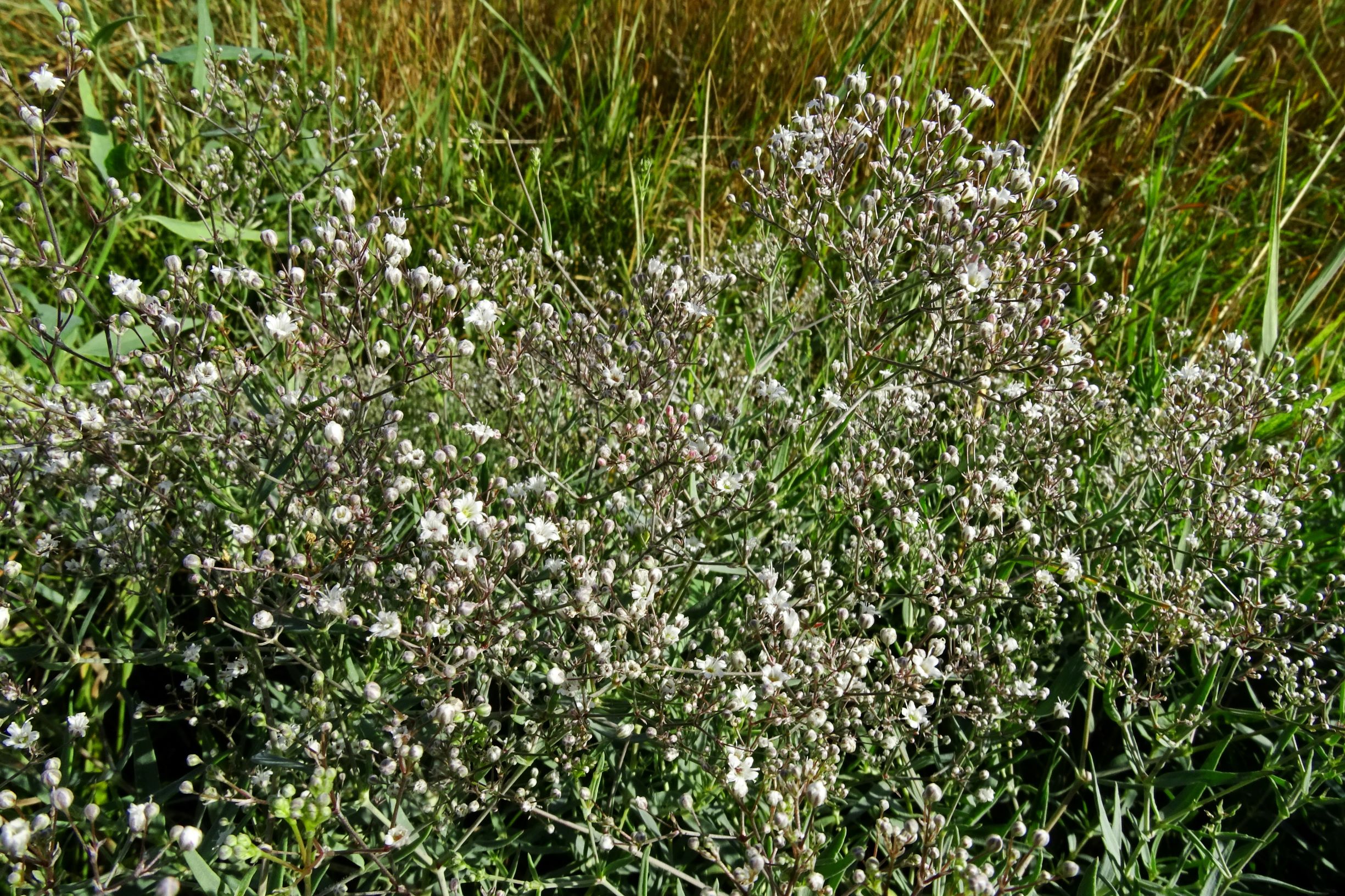 DSC03633 prell-N Gypsophila paniculata.JPG