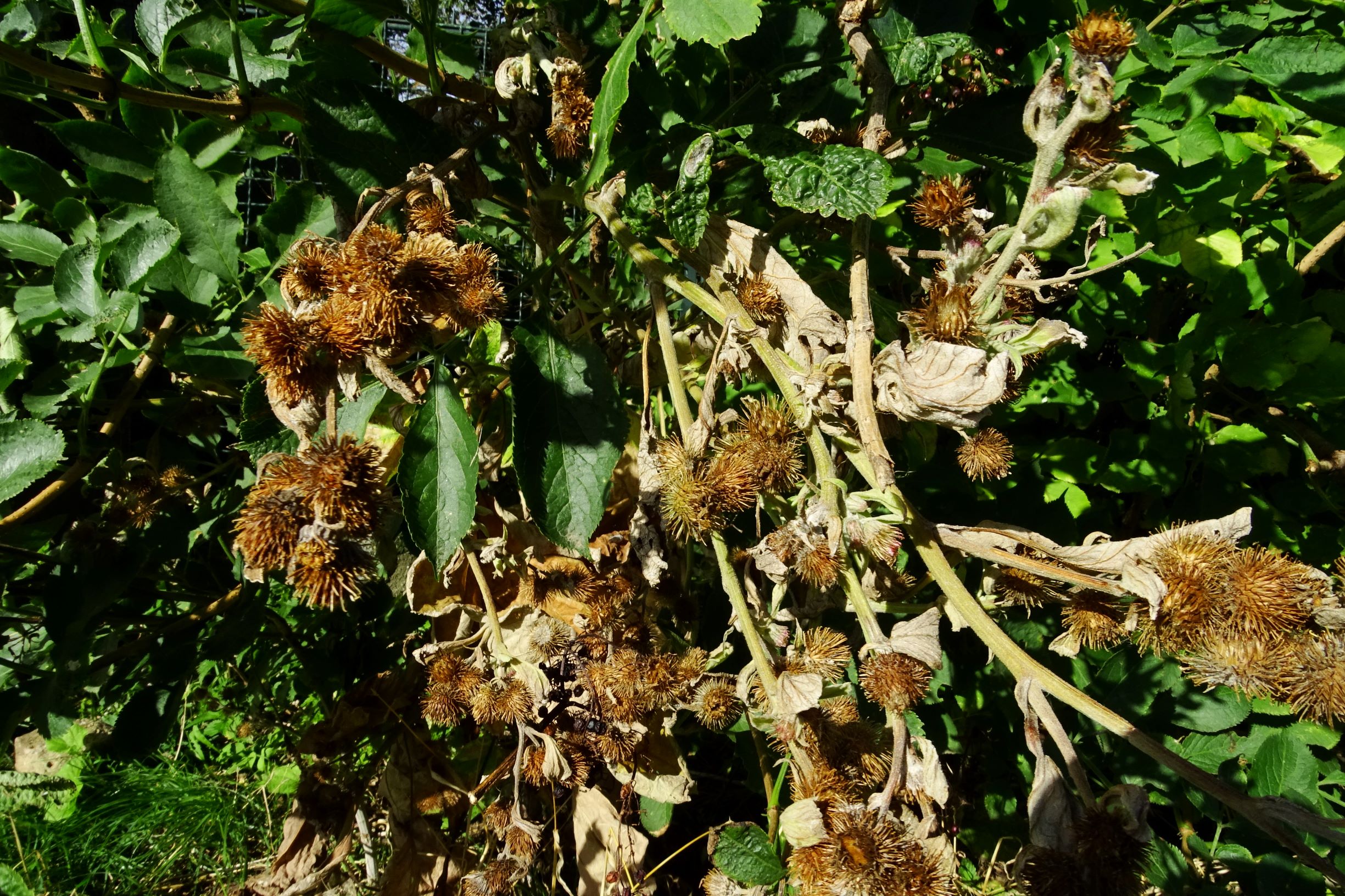 DSC03692 prell-NO arctium minus.JPG
