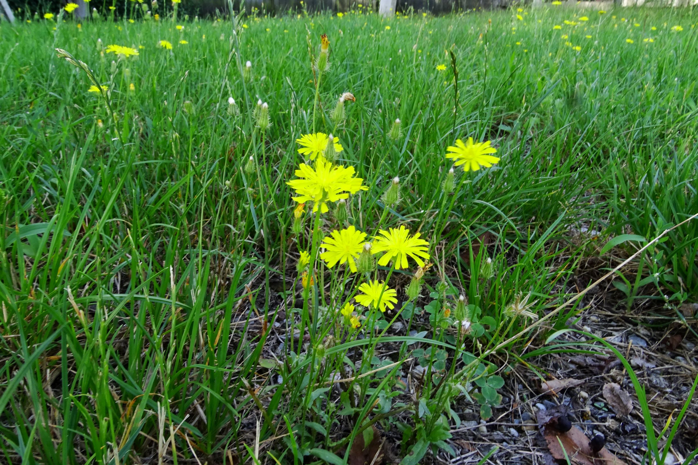 DSC03719 prell-NO crepis setosa.JPG