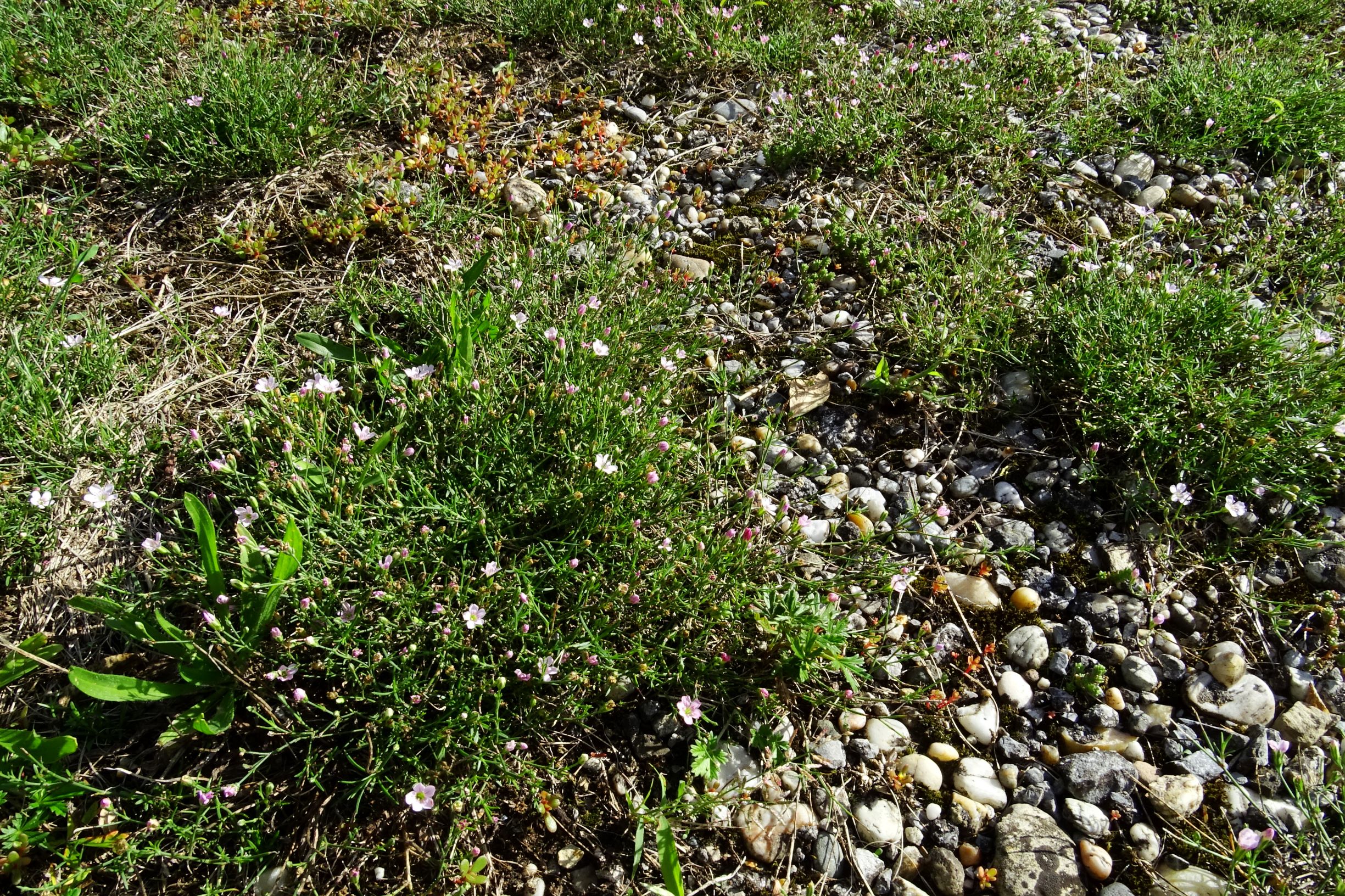 DSC03741 prell-O petrorhagia saxifraga, portulaca oleracea.JPG