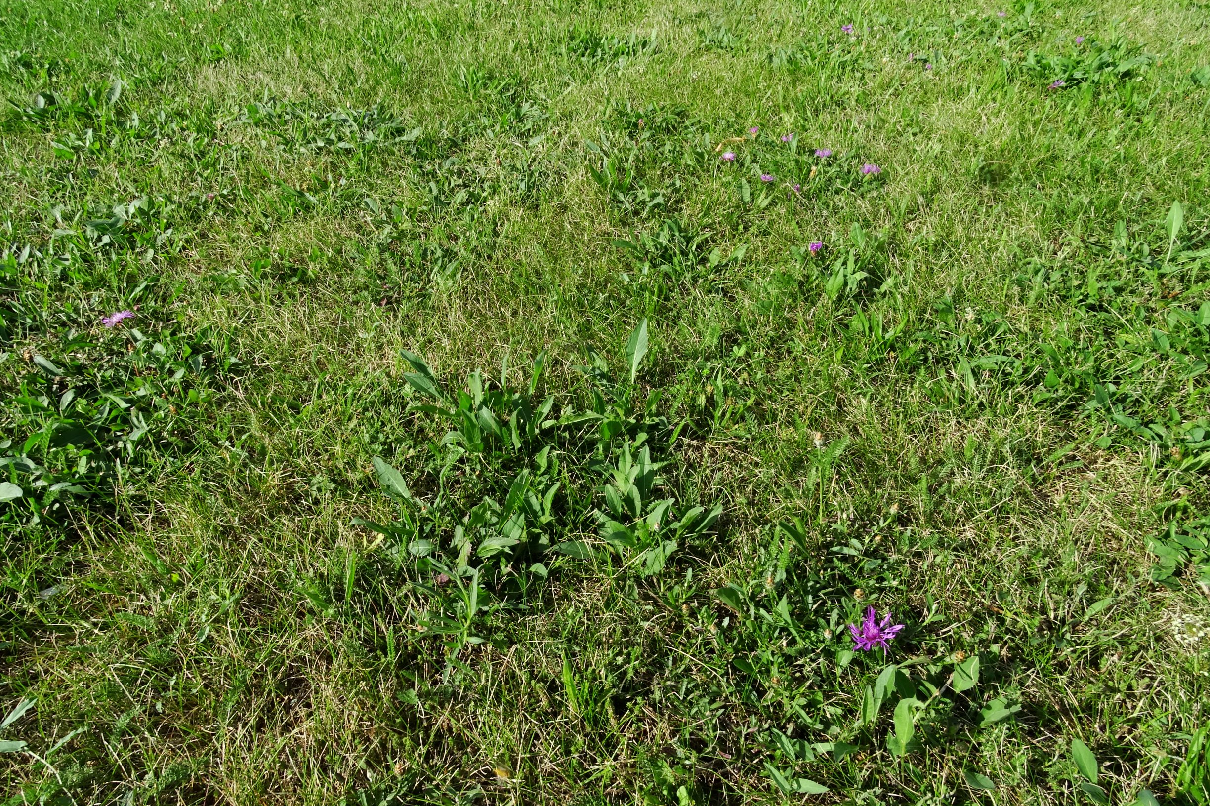 DSC03759 prell-O centaurea jacea s.l..JPG