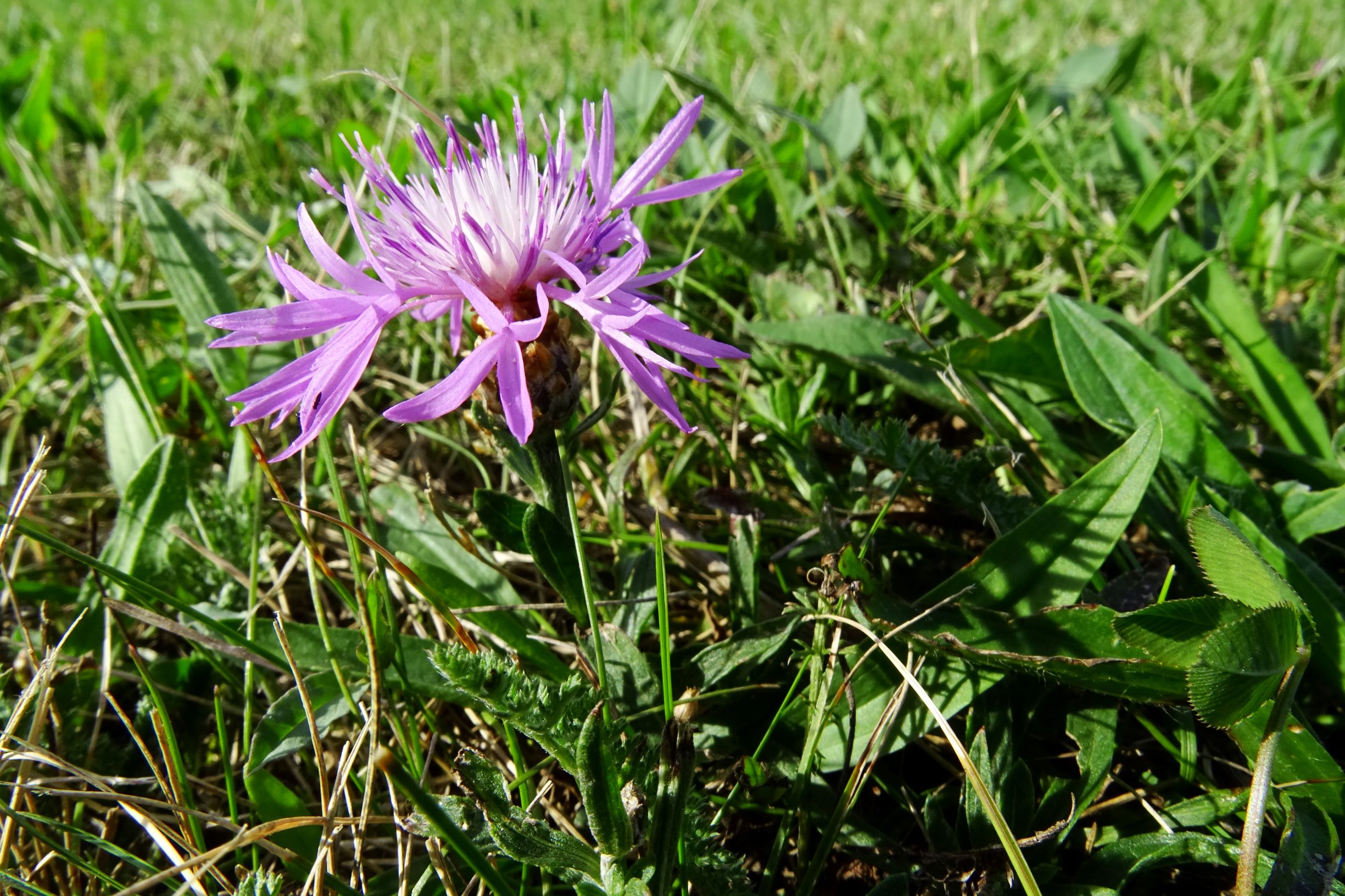 DSC03760 prell-O centaurea jacea s.l..JPG
