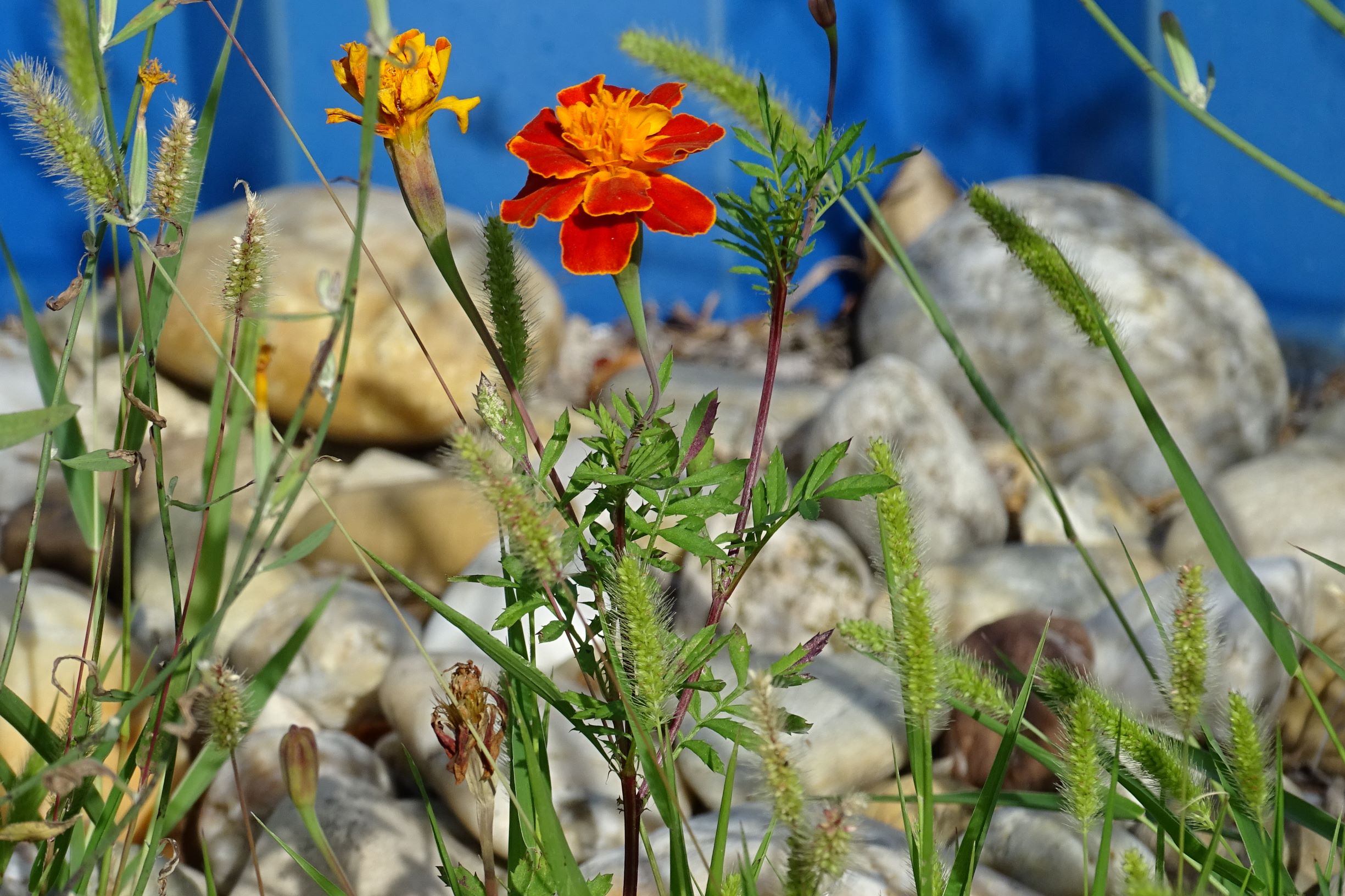 DSC03782 prell-O tagetes patula, setaria pumila.JPG