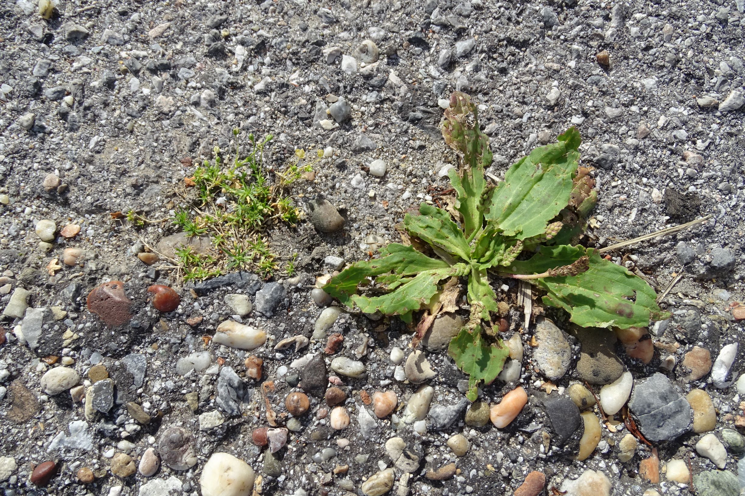 DSC03786 prell-O sagina procumbens, plantago major s.l..JPG
