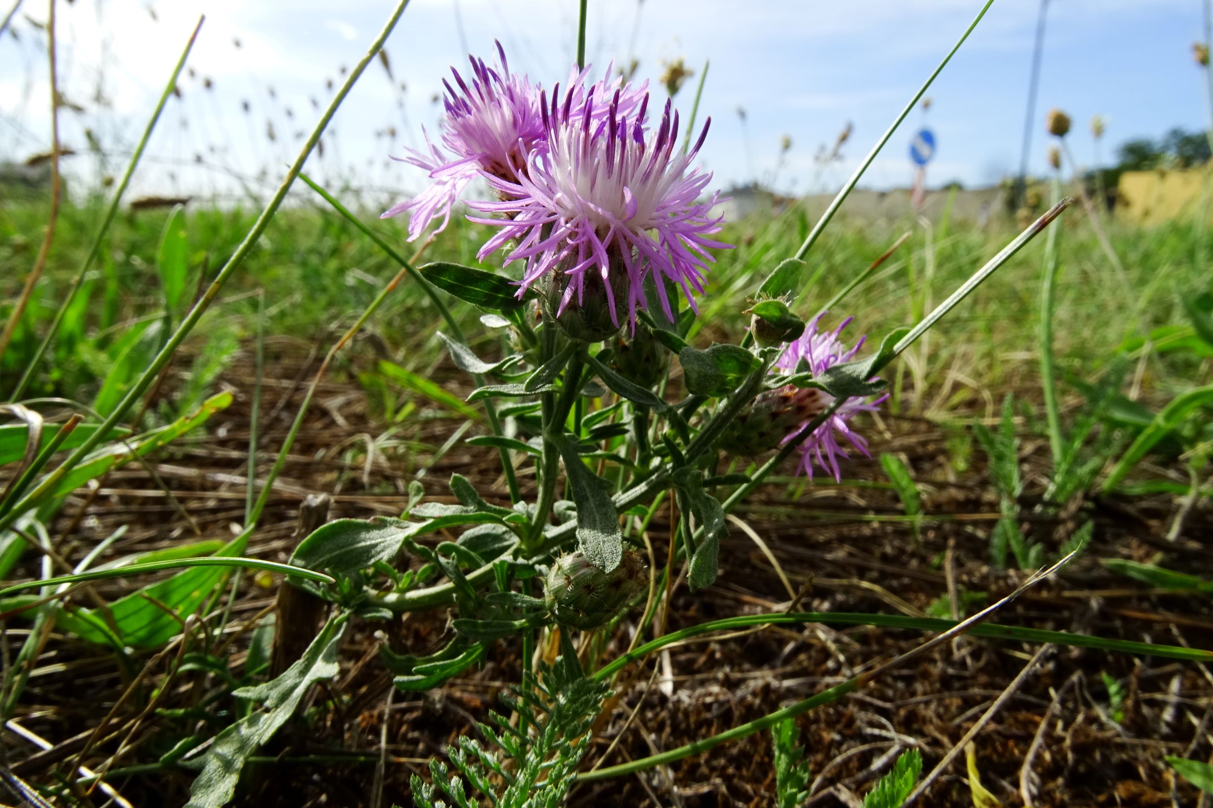 DSC03811 prell-O centaurea stoebe.JPG