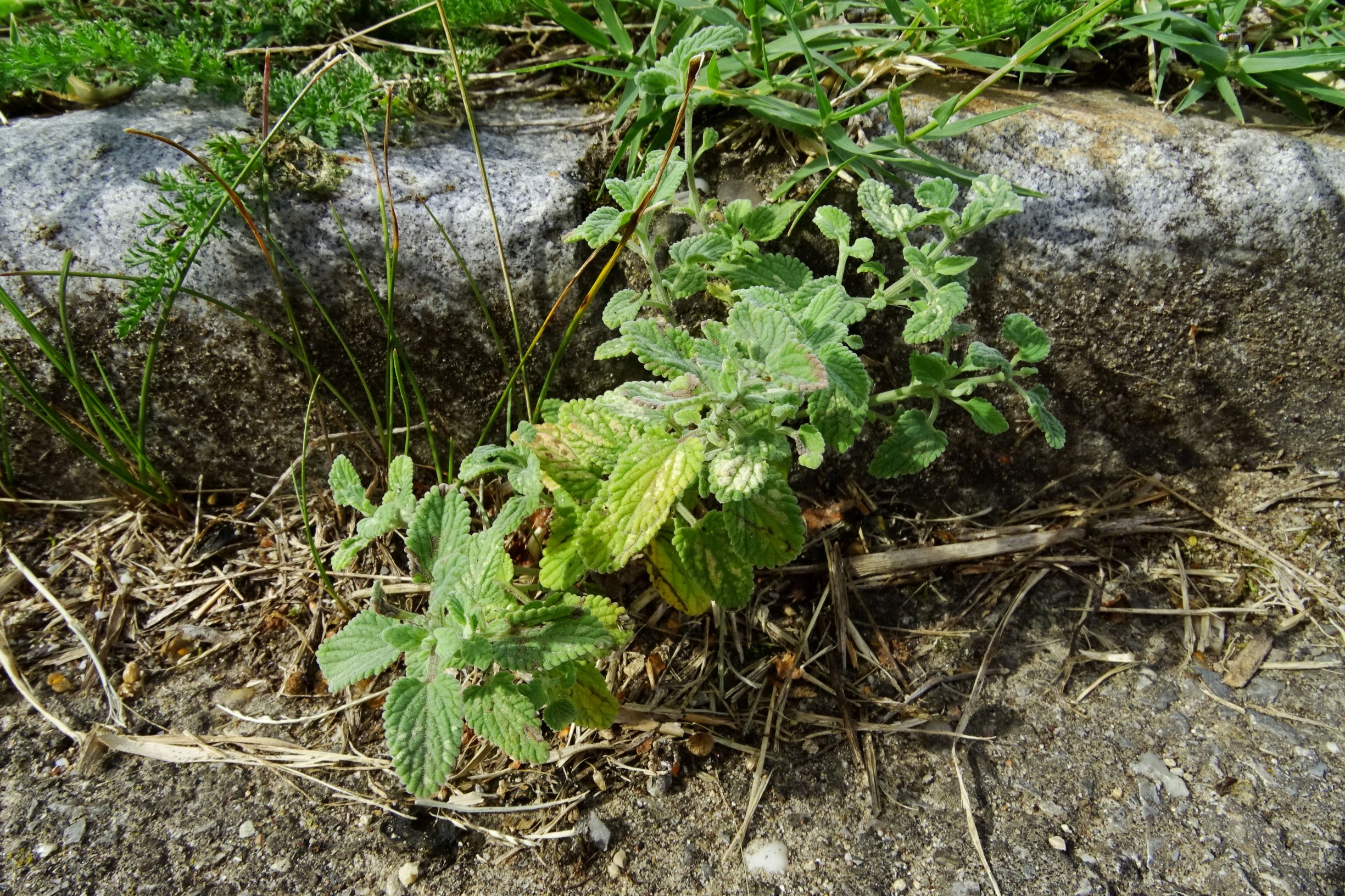 DSC03827 prell-O Nepeta x faassenii.JPG