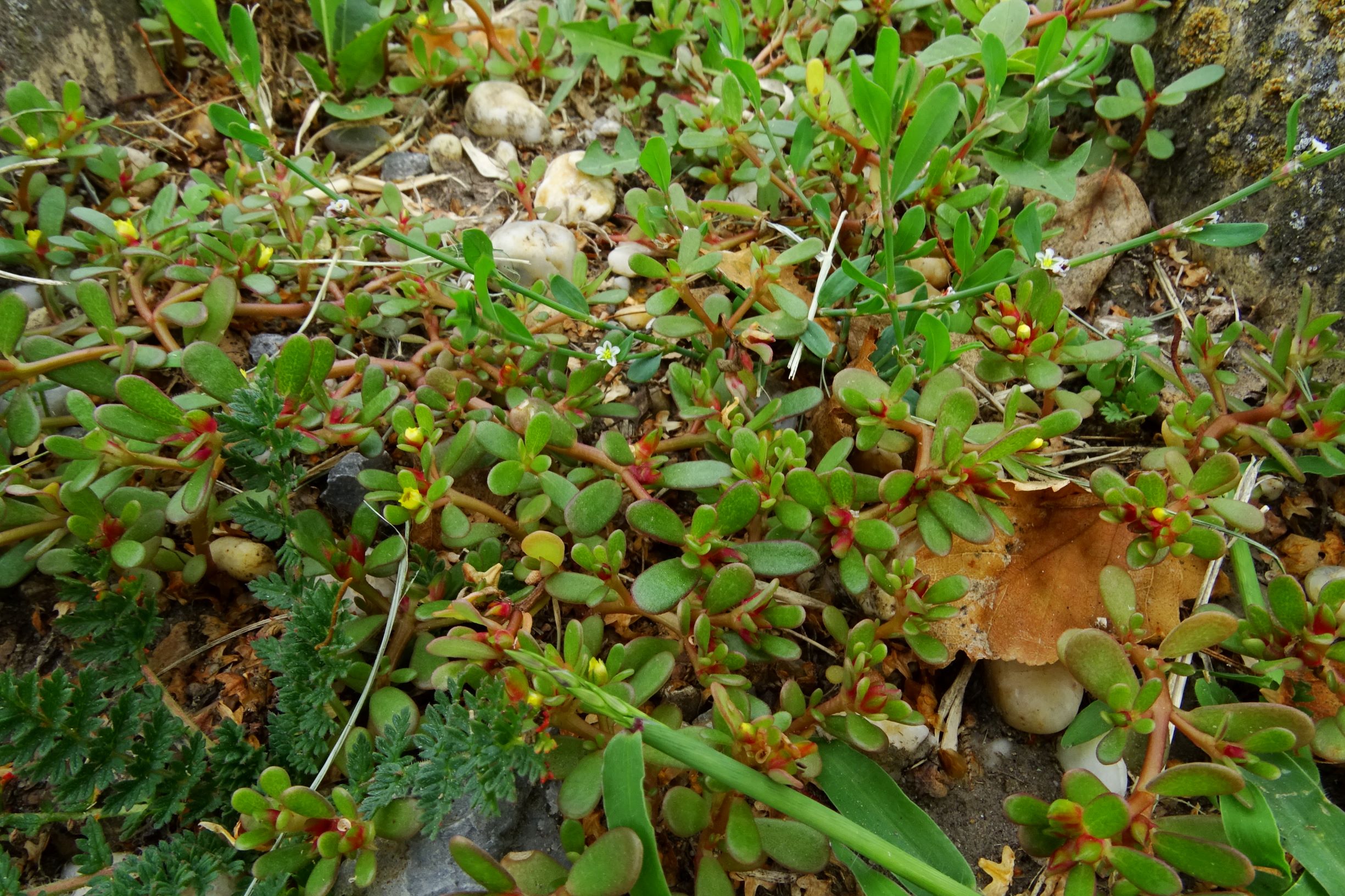 DSC03875 prell-O portulaca oleracea, polygonum aviculare s.str., erodium cicutarium.JPG
