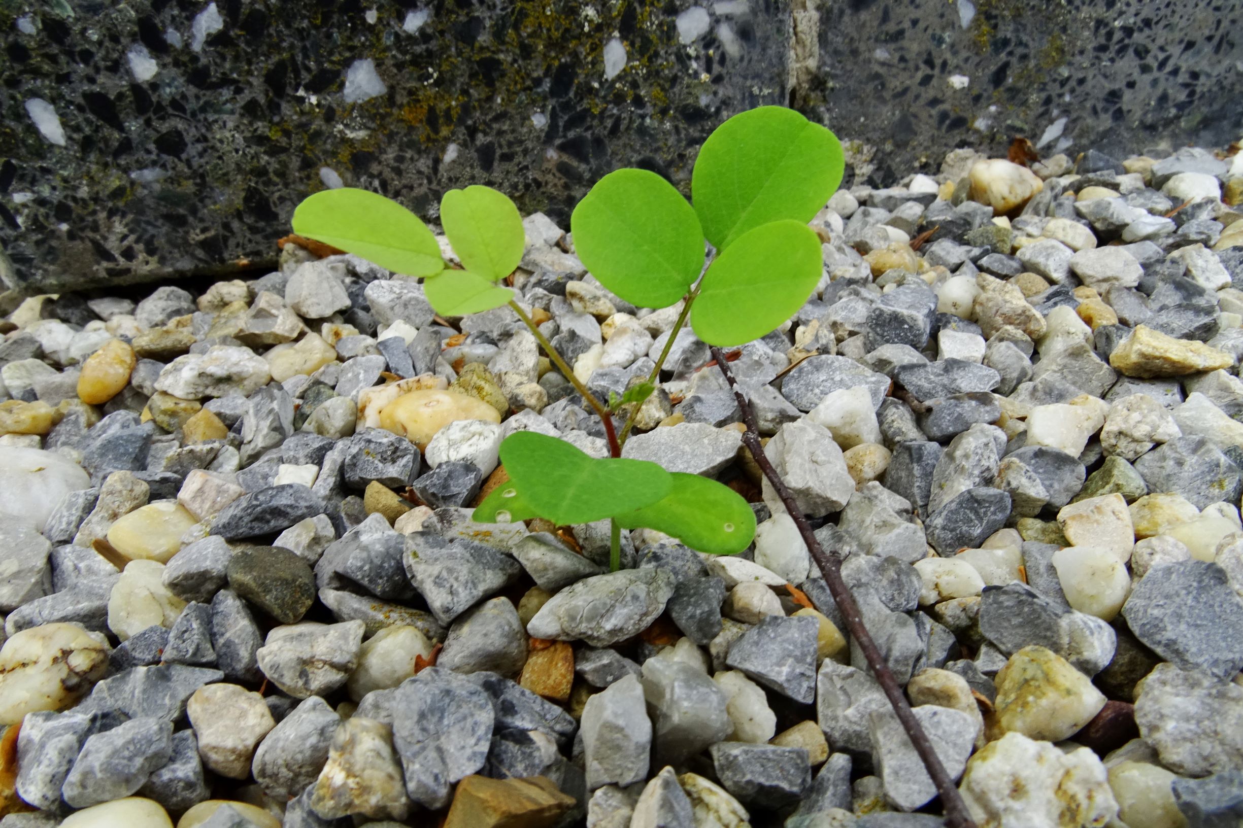 DSC03906 prell-O robinia pseudacacia.JPG