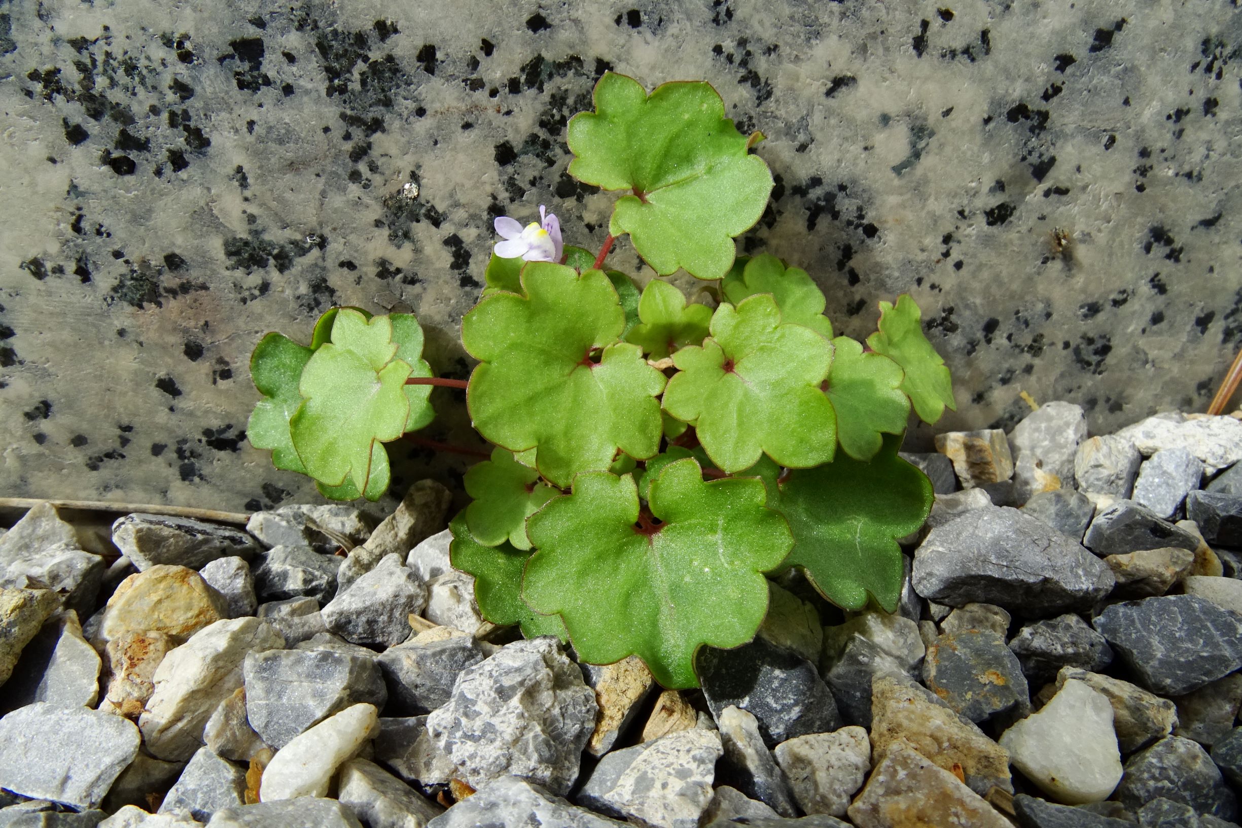 DSC03963 prell-O Cymbalaria muralis.JPG