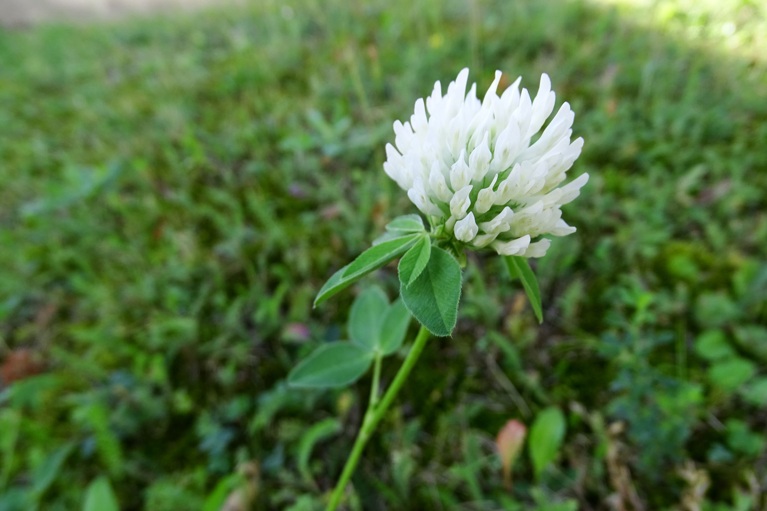 DSC04272 prell mitte-S trifolium pratense Albino.JPG