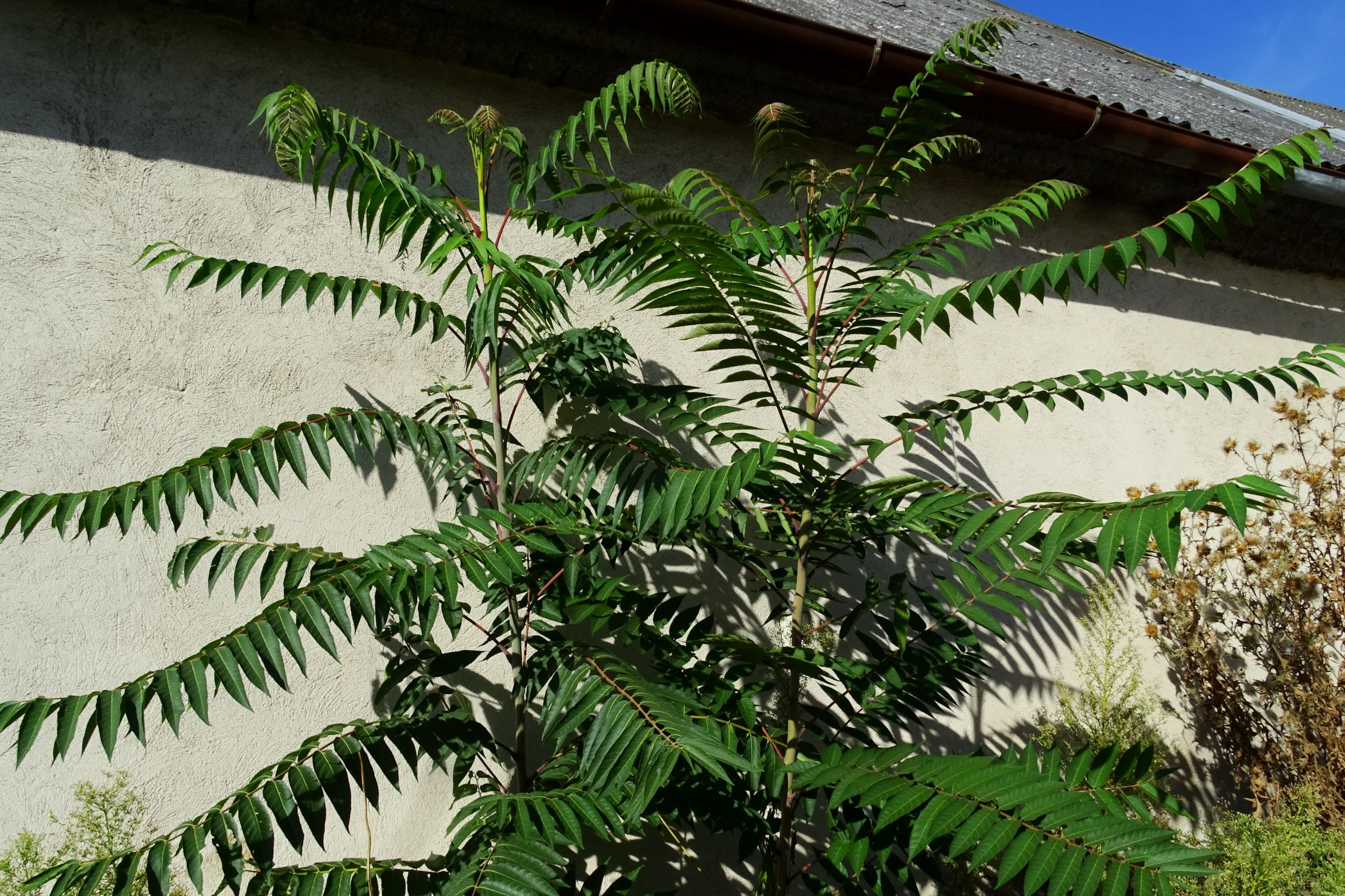 DSC04306 prell mitte-OSO ailanthus altissima.JPG