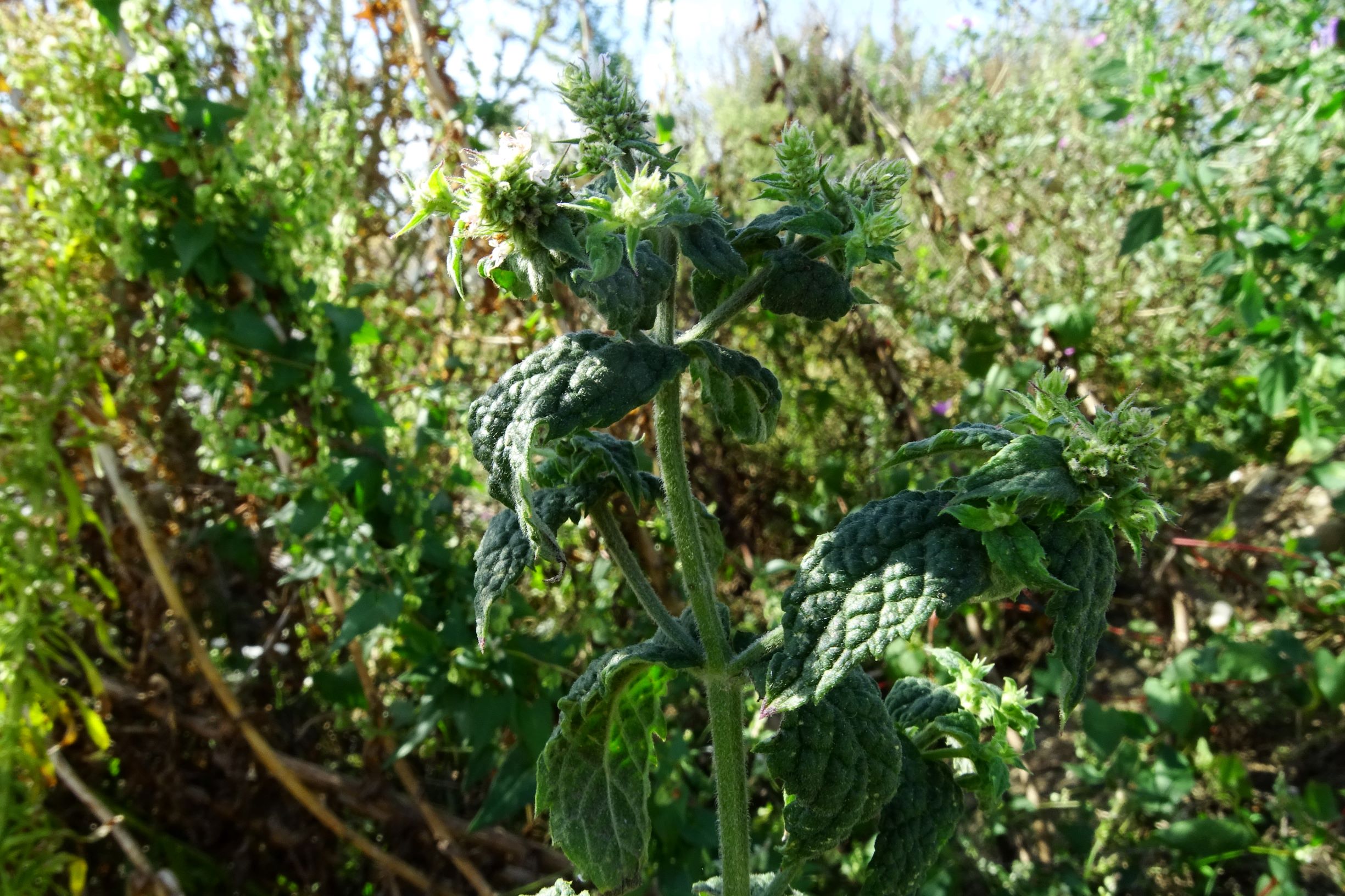 DSC04451 prell mitte-SO mentha sp..JPG