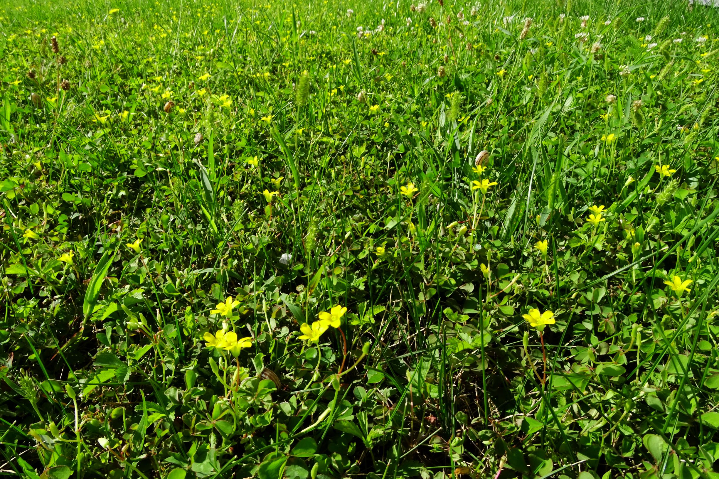 DSC04477 prell mitte-OSO oxalis dillenii.JPG
