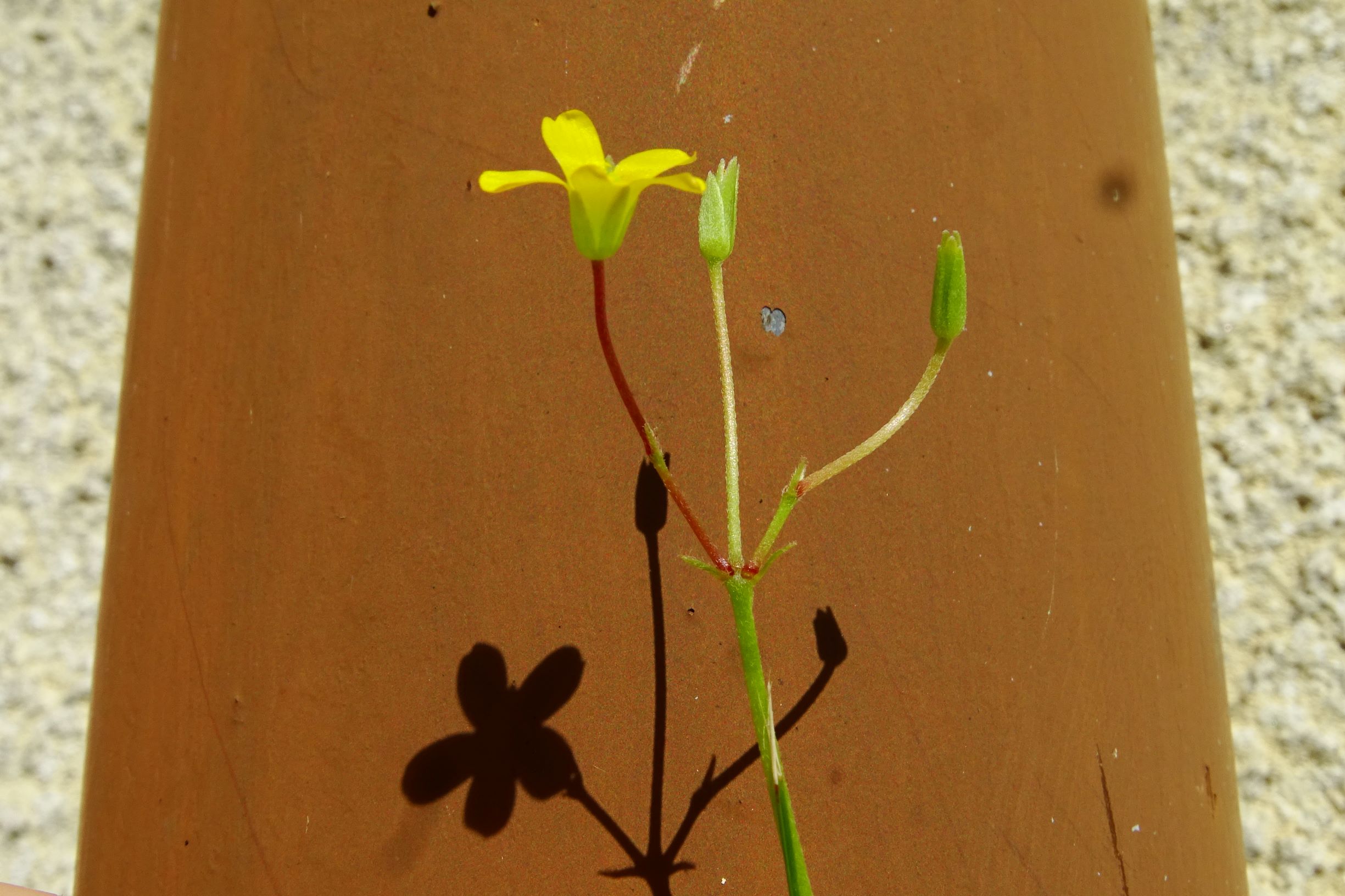 DSC04482 prell mitte-OSO oxalis dillenii.JPG