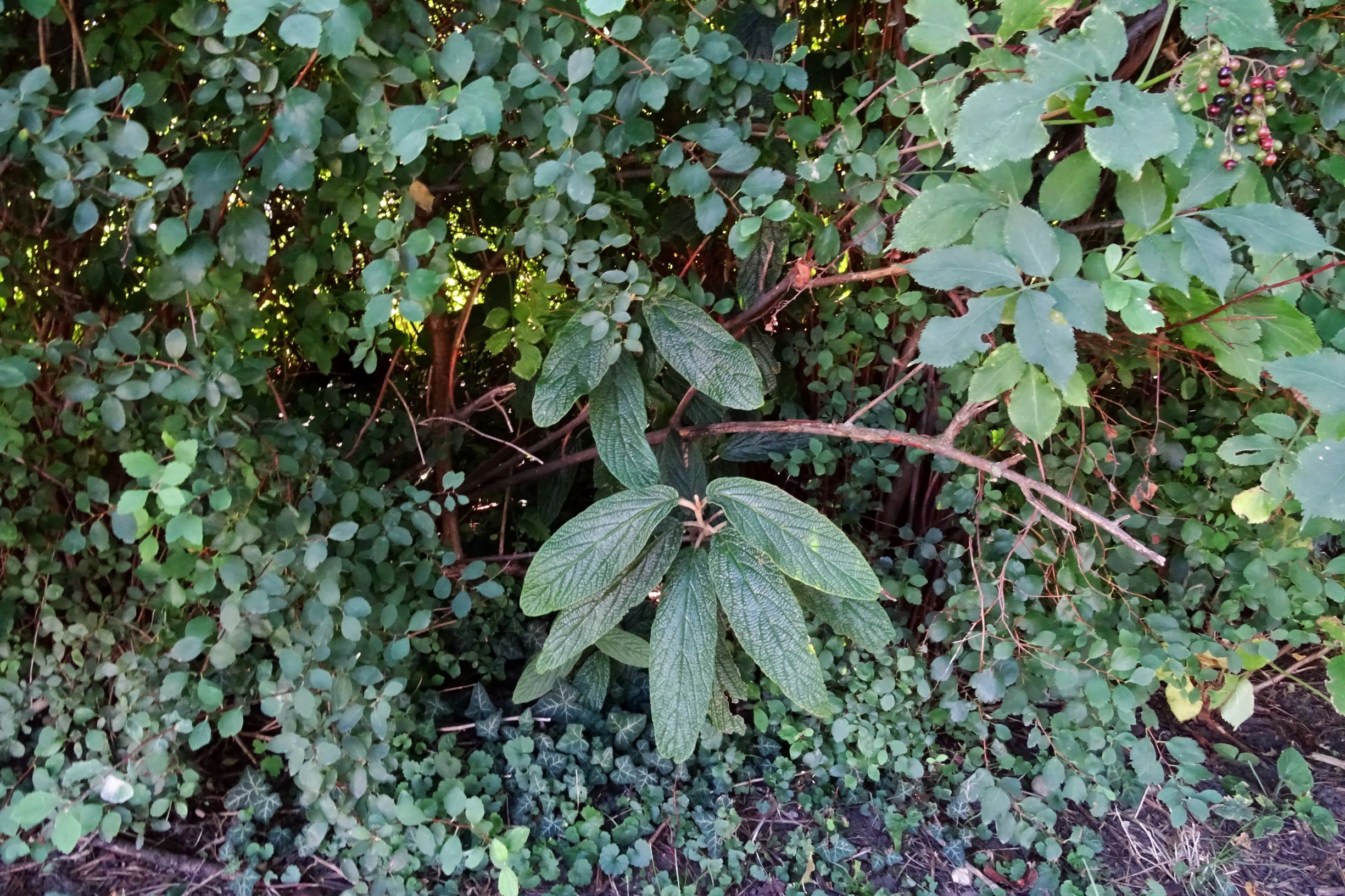 DSC04532 prell-mitte Viburnum rhytidophyllum .JPG